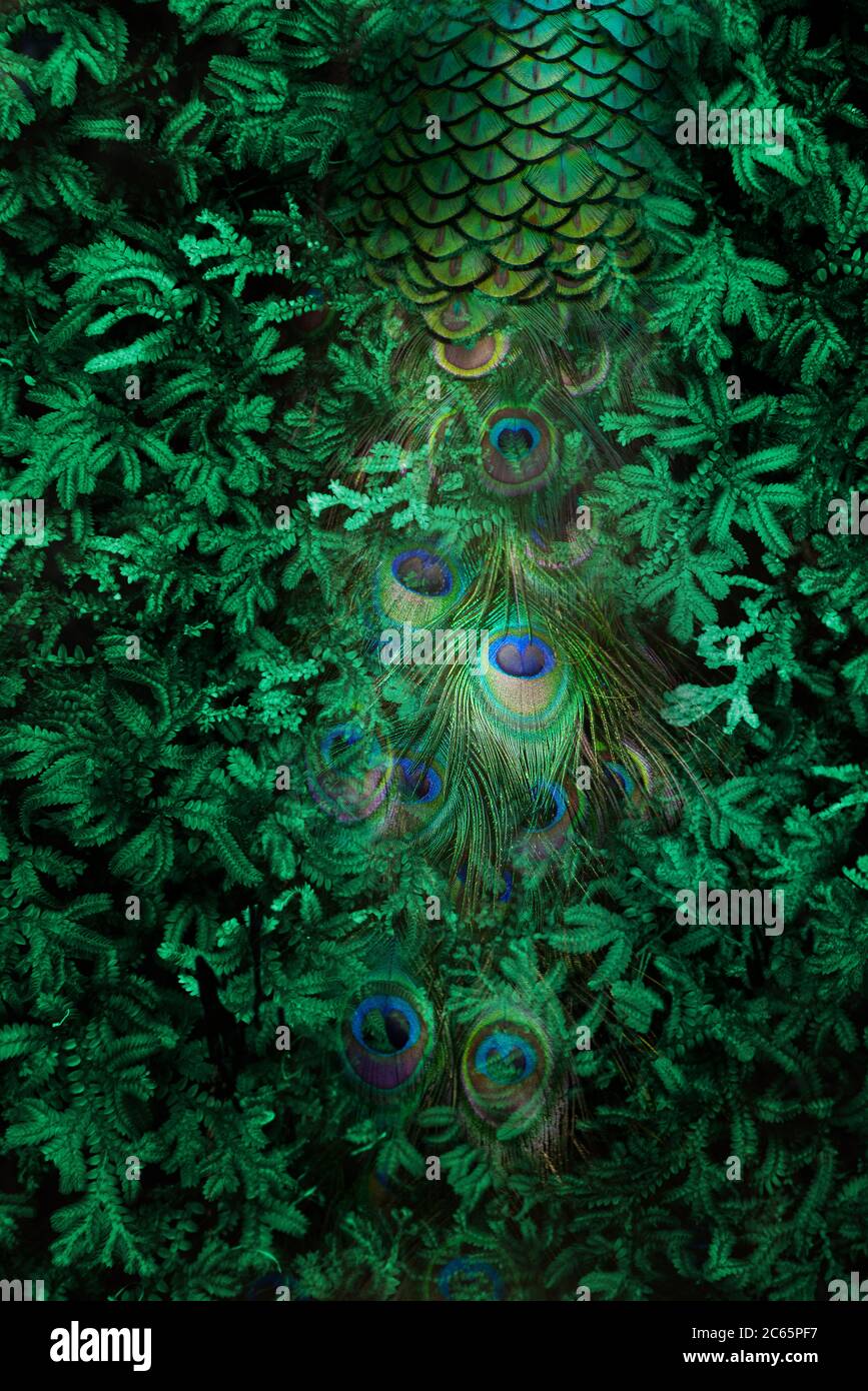 Peacock feathers isolate on dark green leaves. Stock Photo