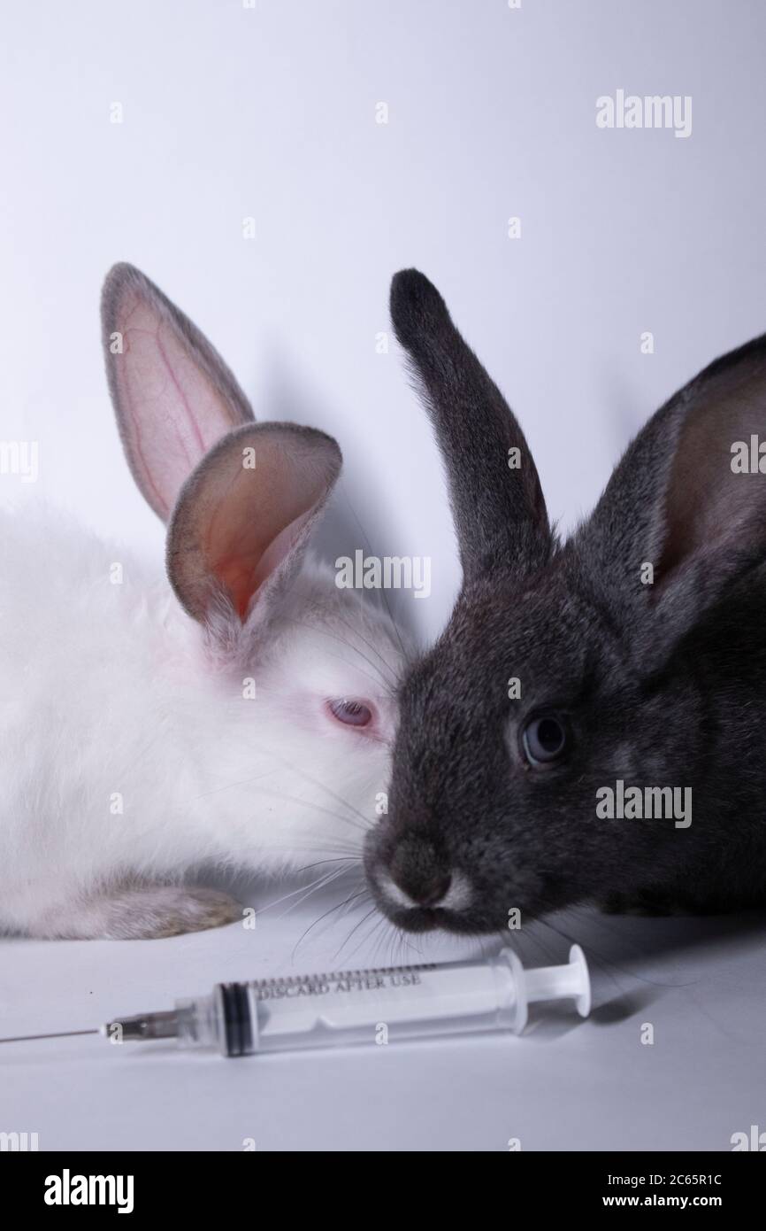 scared white and gray rabbits-bunnies near an injection-syringe. copy ...