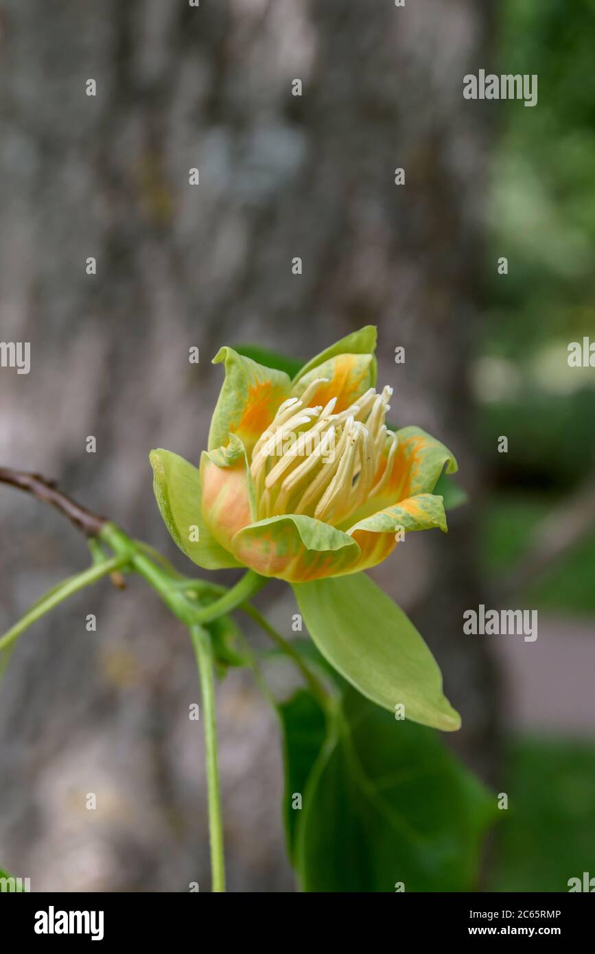 Amerikanischer Tulpenbaum Liriodendron tulipifera Stock Photo