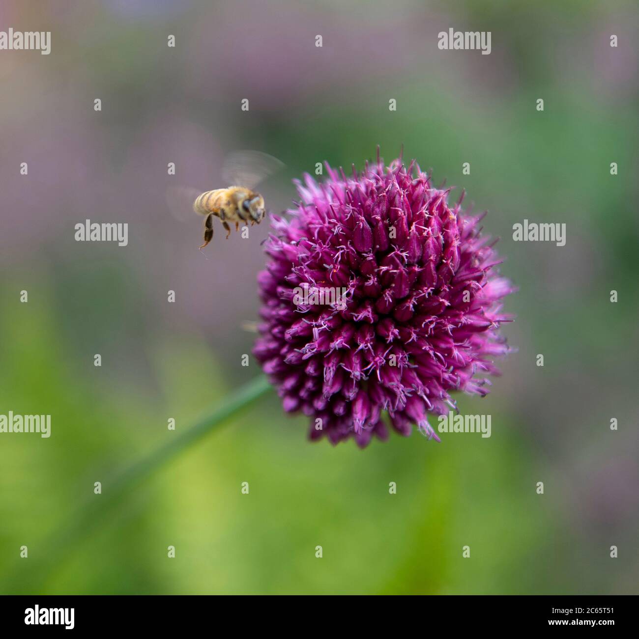 Honey bee attracted to vivid purple Allium sphaerocephalon flower in a London UK garden. Credit