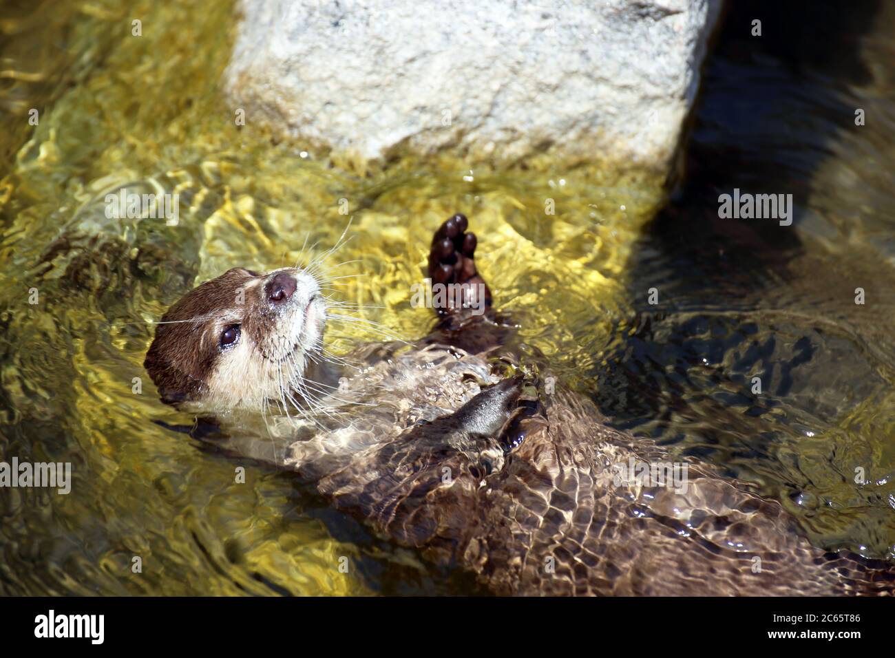 Nahaufnahme von einem Otter (Lutrinae) im Wasser Stock Photo