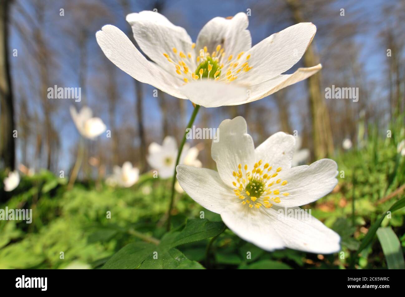 Anemone nemorosa is an early-spring flowering plant in the Genus Anemone in the family Ranunculaceae. Stock Photo