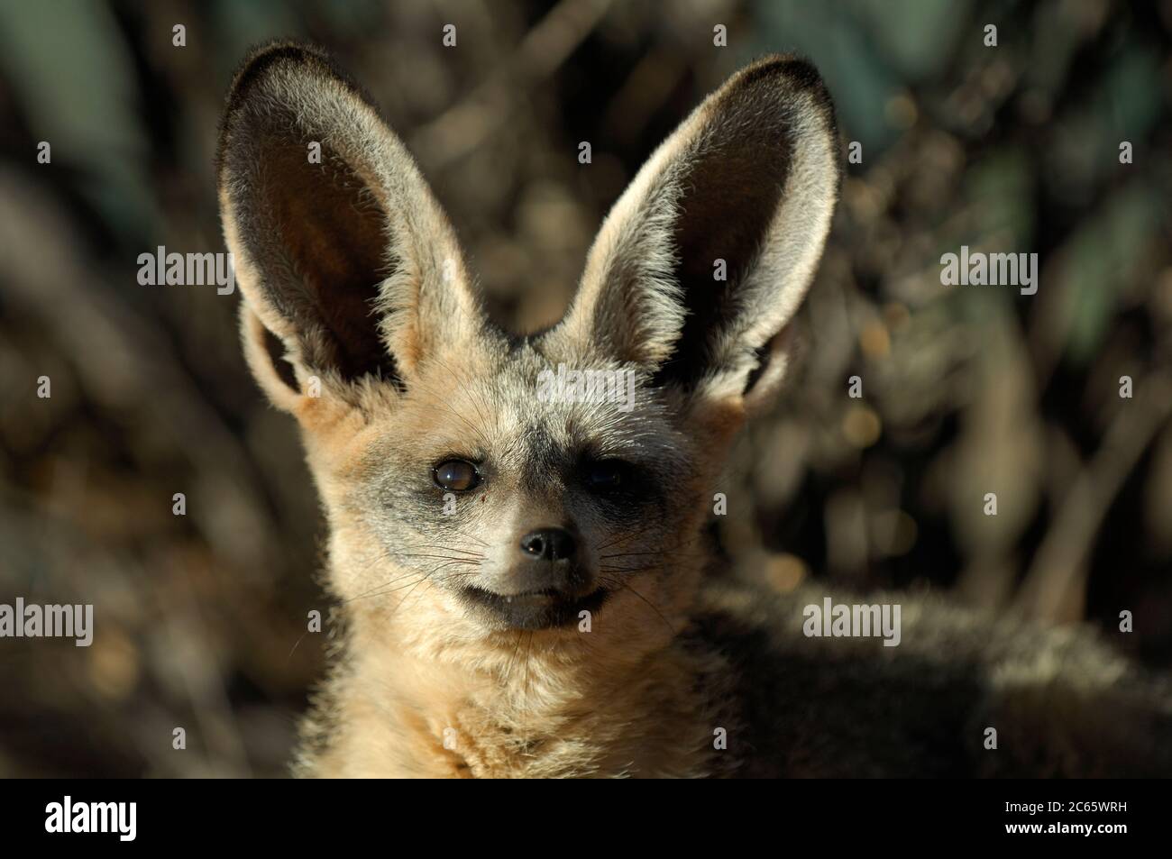 Bat-eared fox (Otocyon megalotis Stock Photo - Alamy