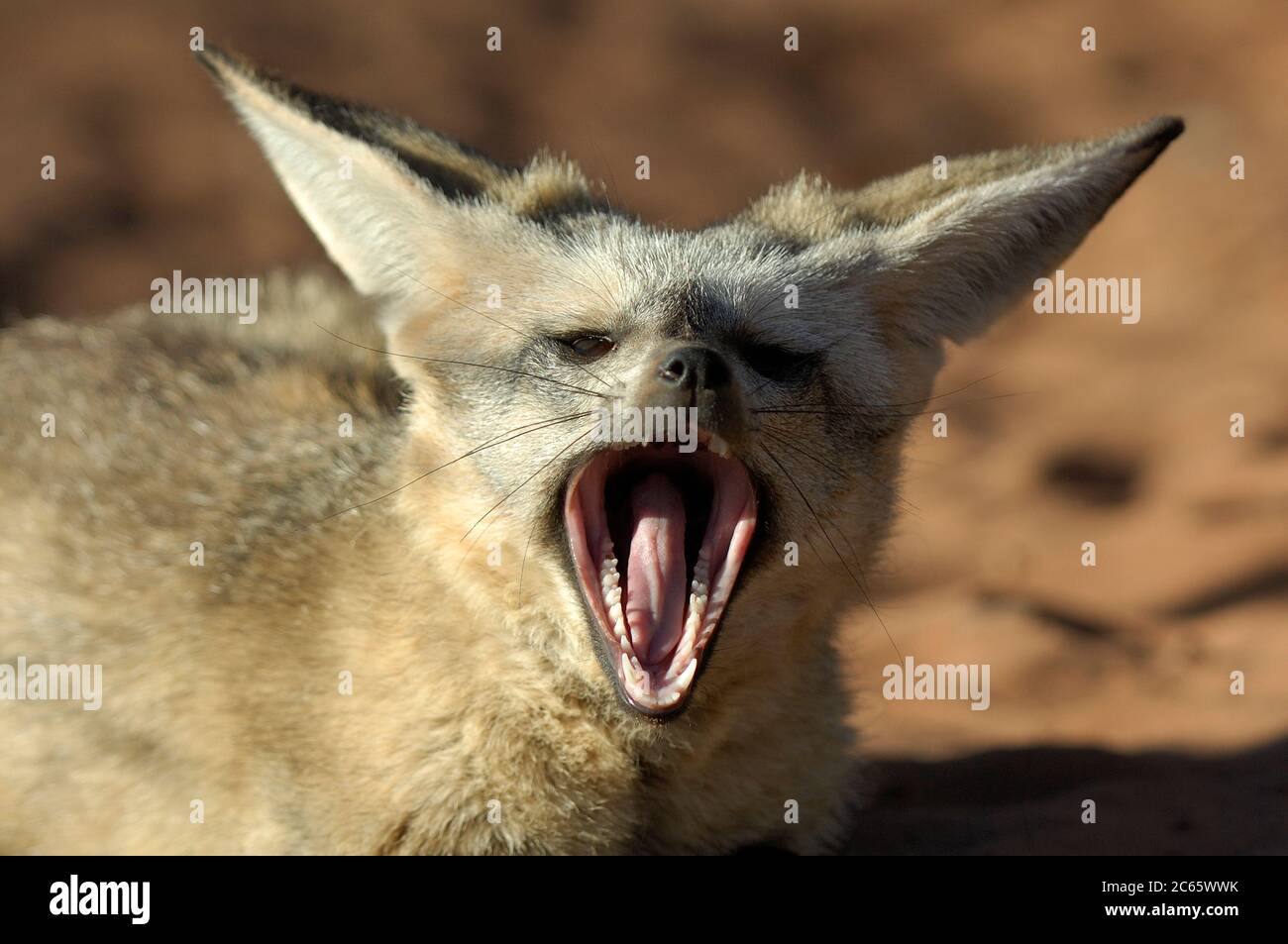 Bat-eared fox (Otocyon megalotis) Stock Photo
