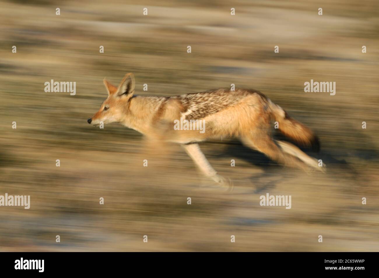 Black-backed jackal running (Canis mesomelas) Tsau //Khaeb National Park (formerly Sperrgebiet NP), Namibia Stock Photo
