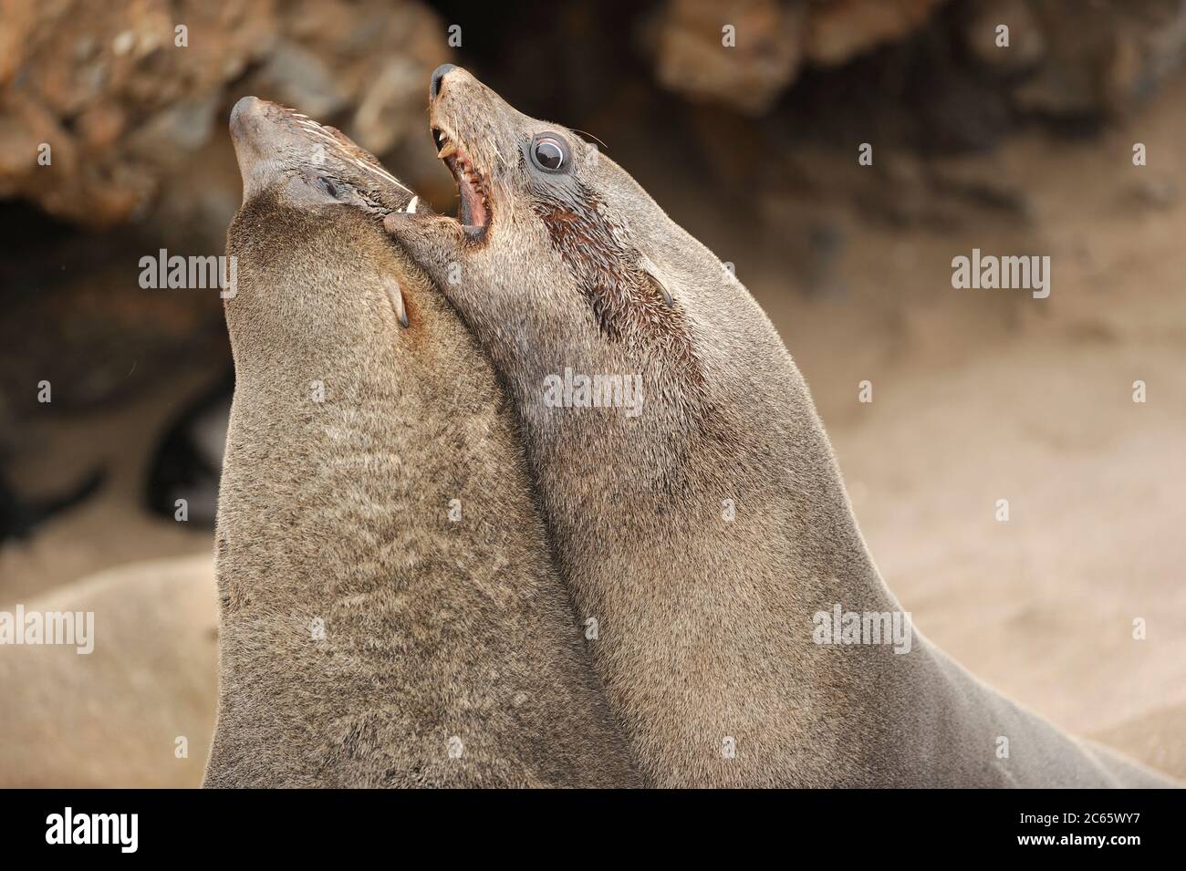 Cape fur seals (Arctocephalus pusillus pusillus) Tsau //Khaeb National Park (formerly Sperrgebiet NP), Namibia Stock Photo