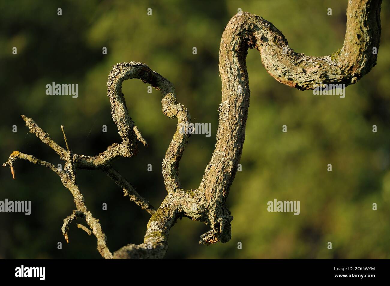 Branch of an Sessile oak (Quercus petraea) in the National Park Saxon Switzerland (Saechsische Schweiz), Europe, Central Europe, Germany Stock Photo