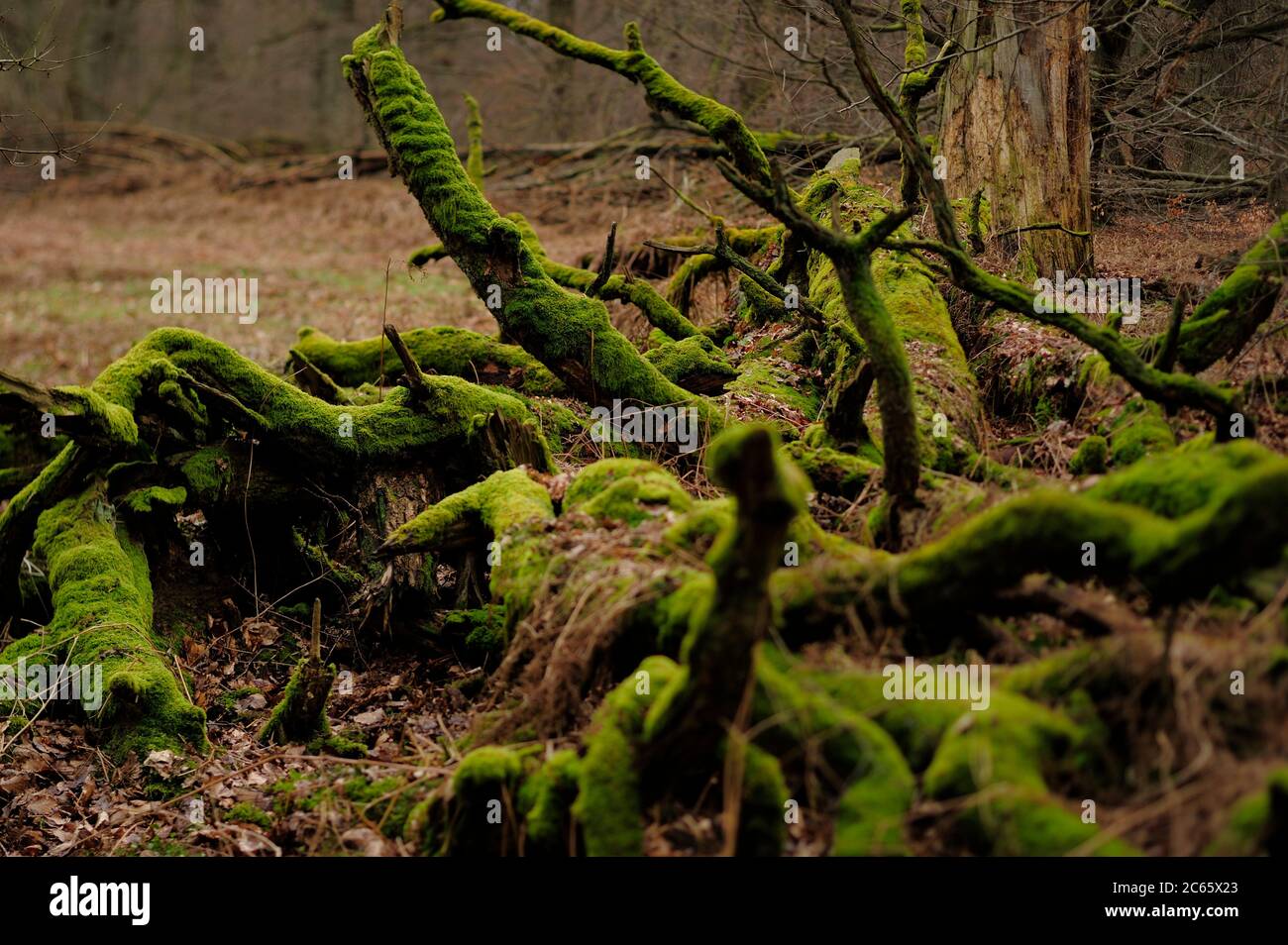 Coarse woody debris comes from natural tree mortality. Here fallen dead oak trees. Woodland Kellerwald. The Kellerwald lies in northern Hesse, Germany Stock Photo