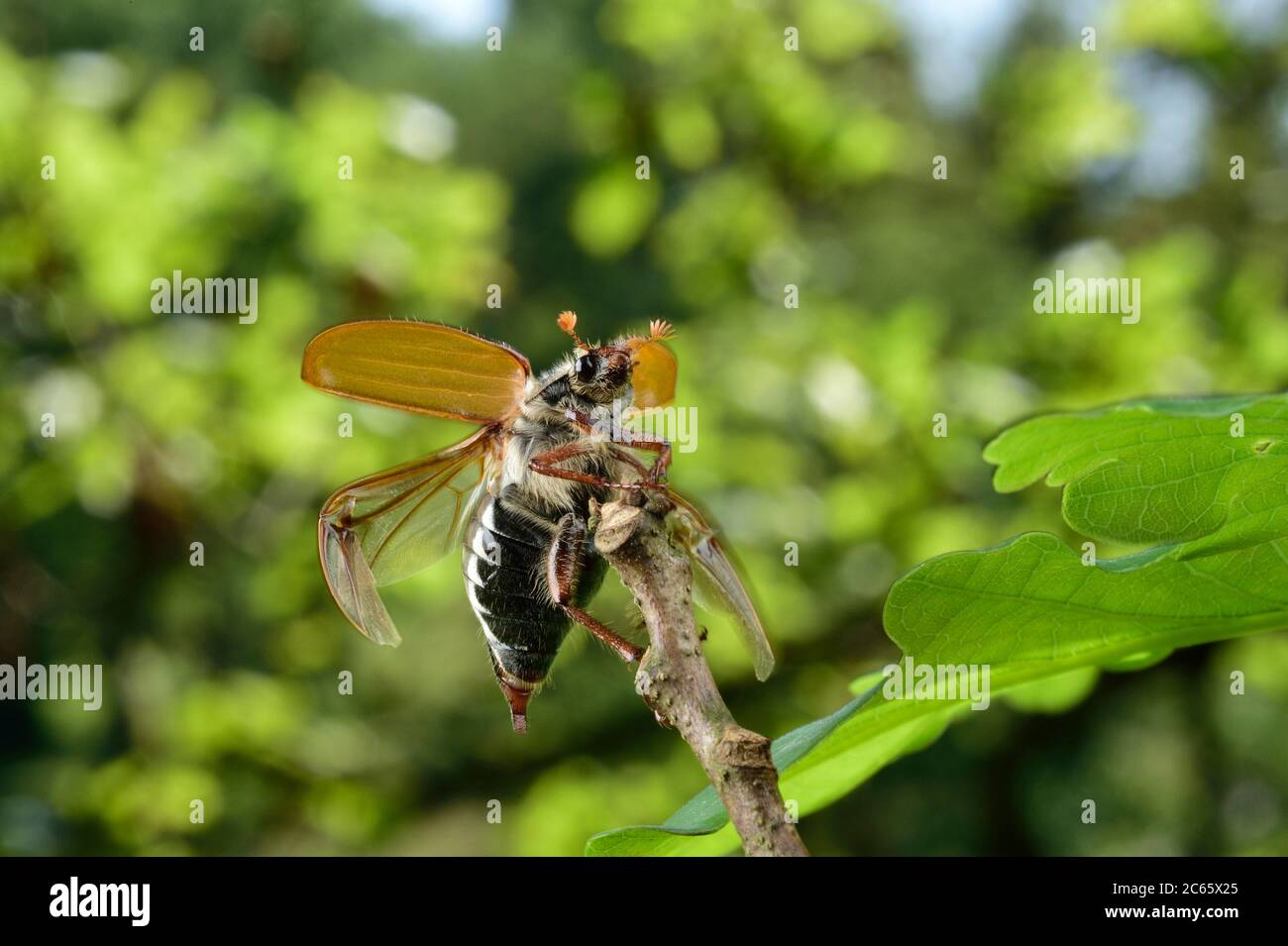 Cockchafer beetle (Melolontha melolontha) in flight near oak tree, Biosphere Reserve 'Niedersächsische Elbtalaue' / Lower Saxonian Elbe Valley, Lower Saxony, Germany, June Stock Photo
