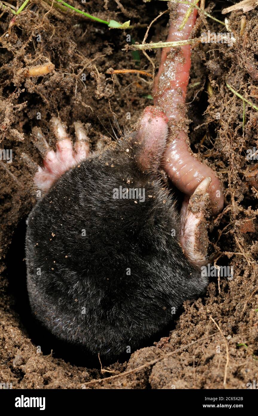 European Mole (Talpa europaea) has caught a worm in its subterranean burrows Stock Photo