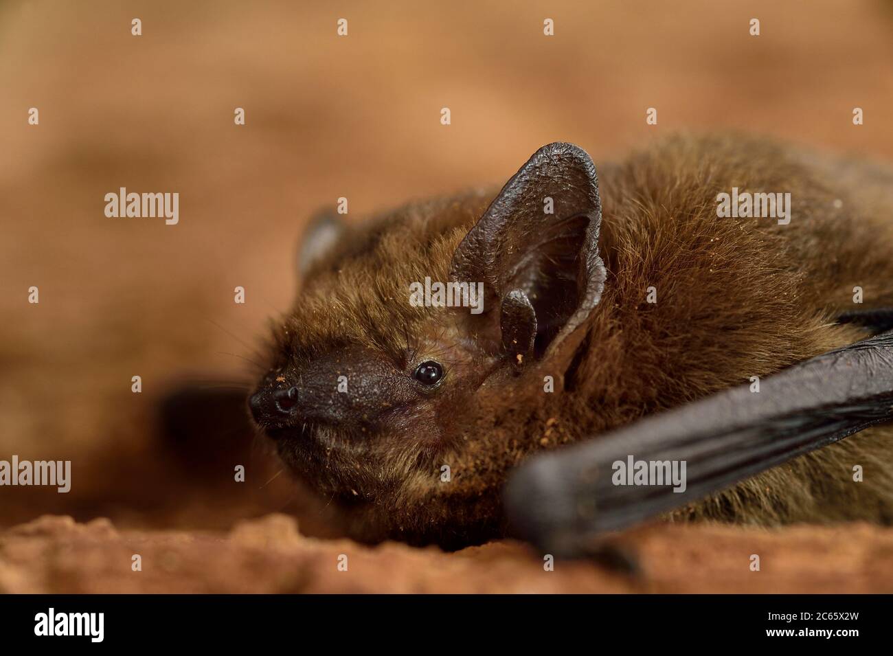 Common pipistrelle (Pipistrellus pipistrellus) bat head portrait, Kiel