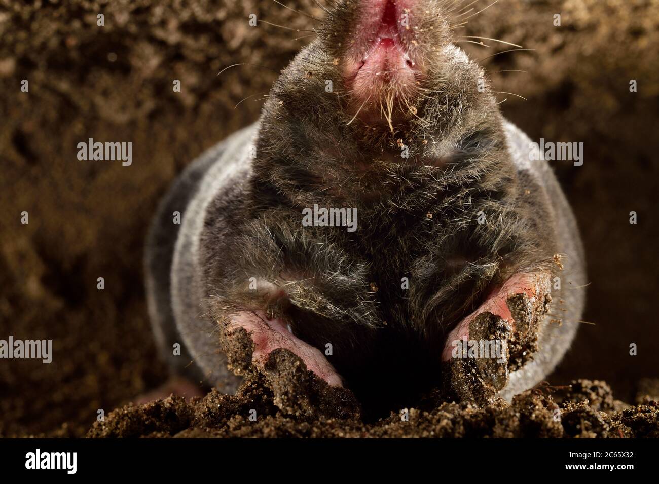 European Mole (Talpa europaea) in its subterranean burrow, Kiel, Germany Stock Photo