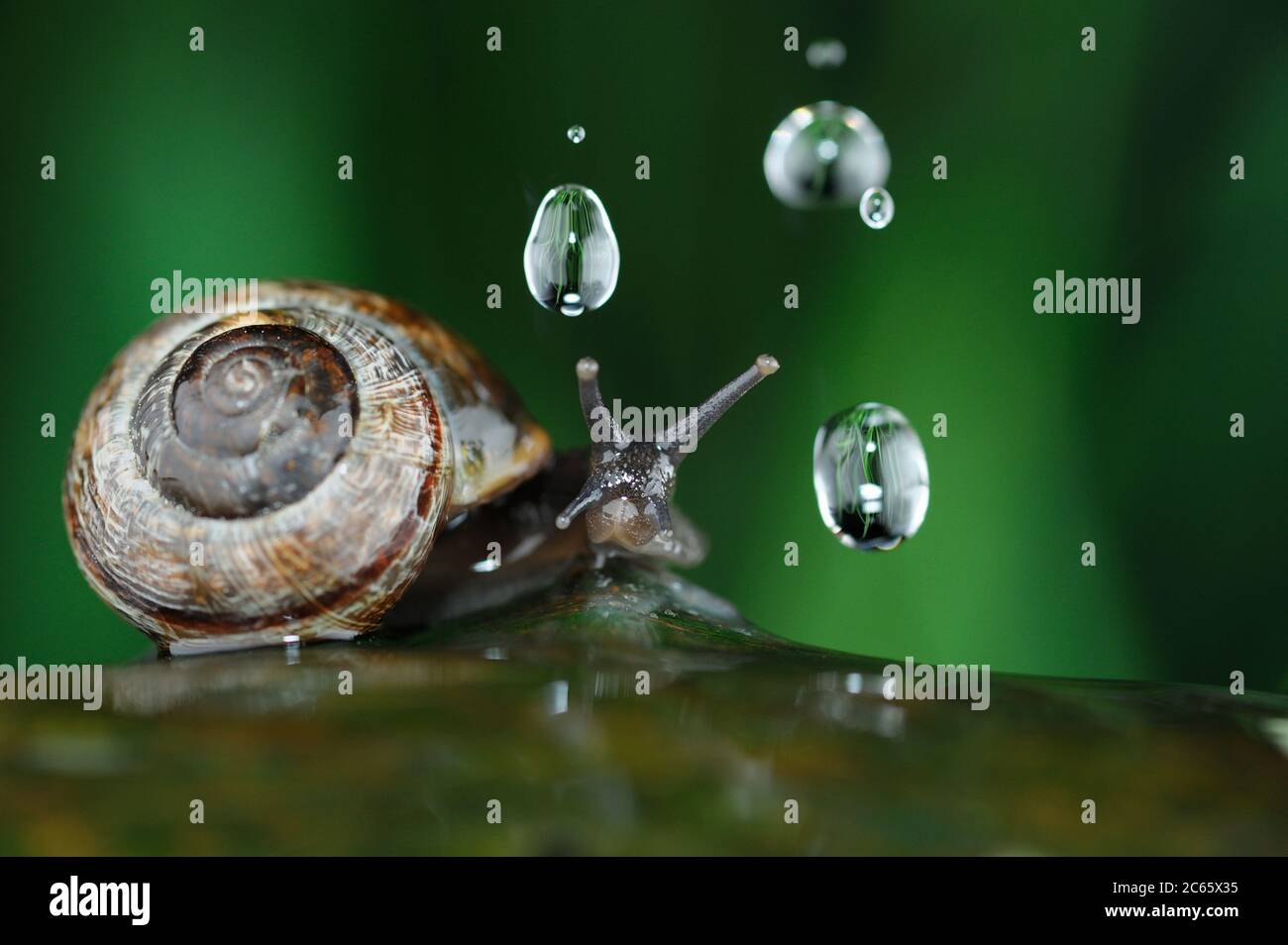 Copse snail (Arianta arbustorum), raindrops, Hohen Tauern national park in Austria Stock Photo