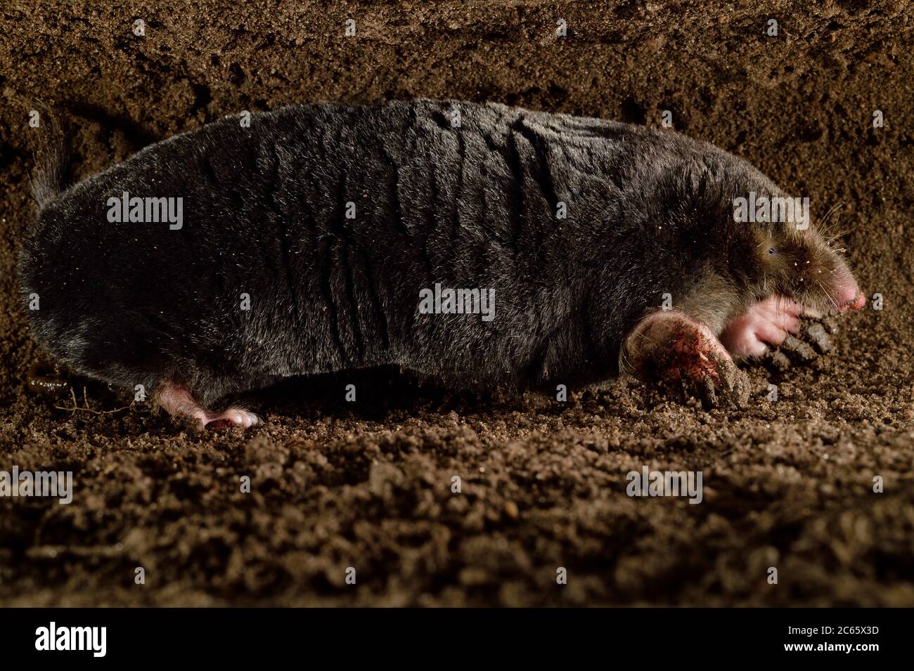 European Mole Talpa Europaea In Its Subterranean Burrow Kiel Germany Stock Photo Alamy