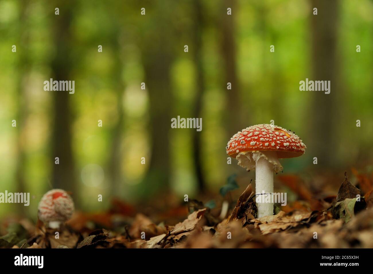 Fly agaric or fly amanita (Amanita muscaria) in the beech forest, Kiel, Germany Stock Photo