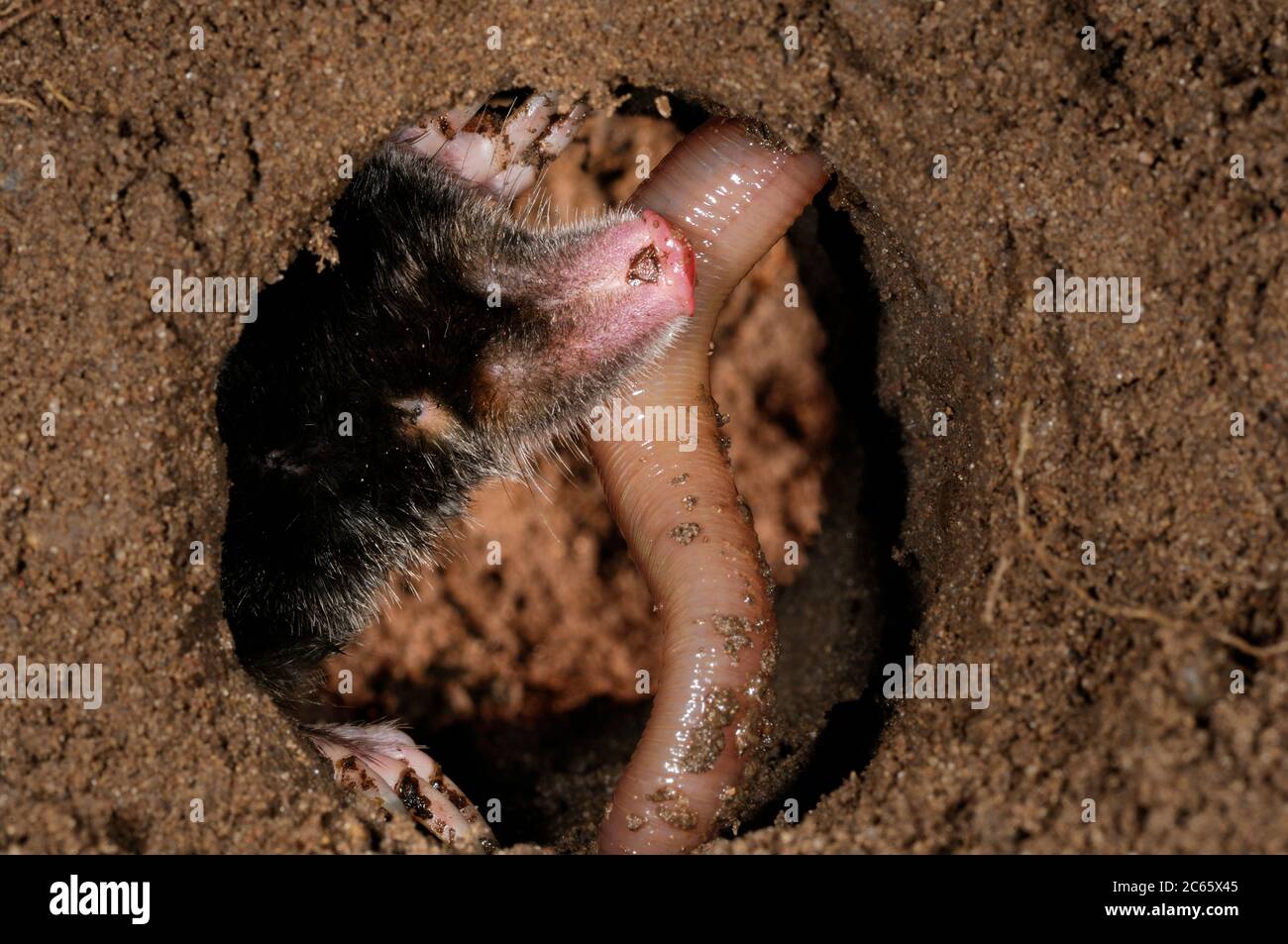 European Mole (Talpa europaea) has caught a worm in its subterranean burrow, Kiel, Germany Stock Photo