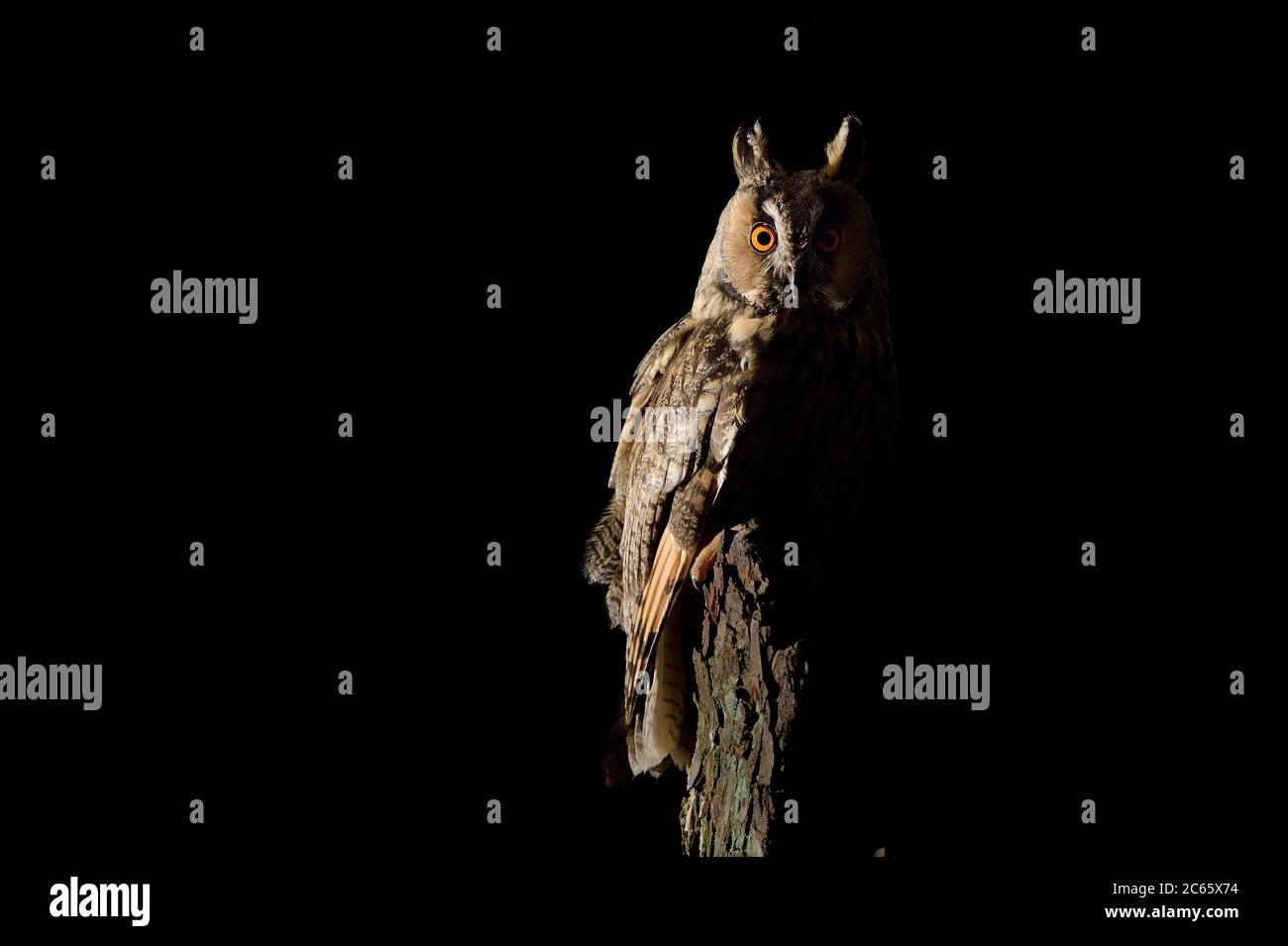 Long eared owl (Asio otus) uses oak as a habitat, Biosphere Reserve 'Niedersächsische Elbtalaue' / Lower Saxonian Elbe Valley, Lower Saxony, Germany Stock Photo