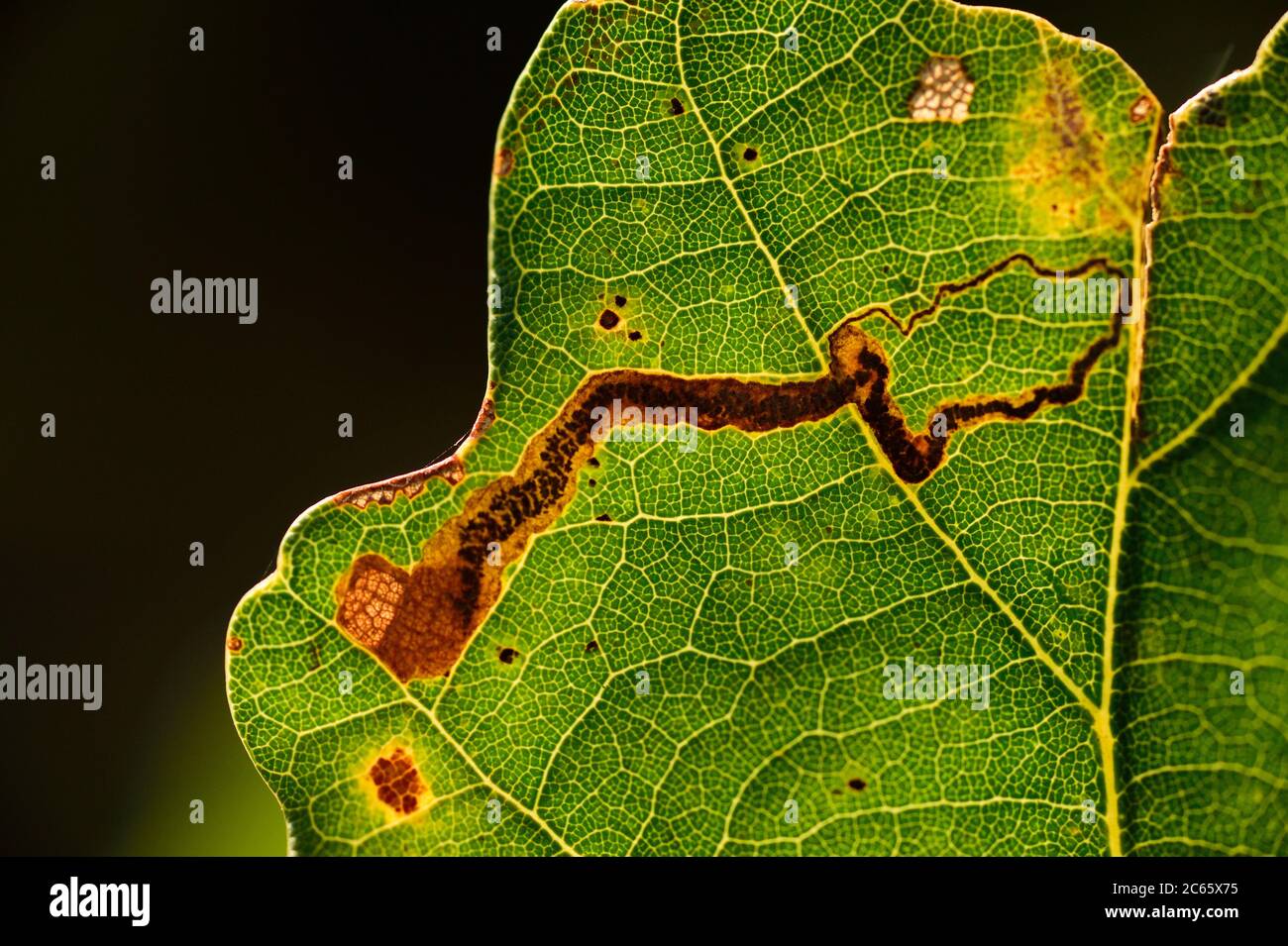 Leaf miner moth larvae (Stigmella sp) mine on oak tree leaf, Biosphere Reserve 'Niedersächsische Elbtalaue' / Lower Saxonian Elbe Valley, Lower Saxony, Germany Stock Photo
