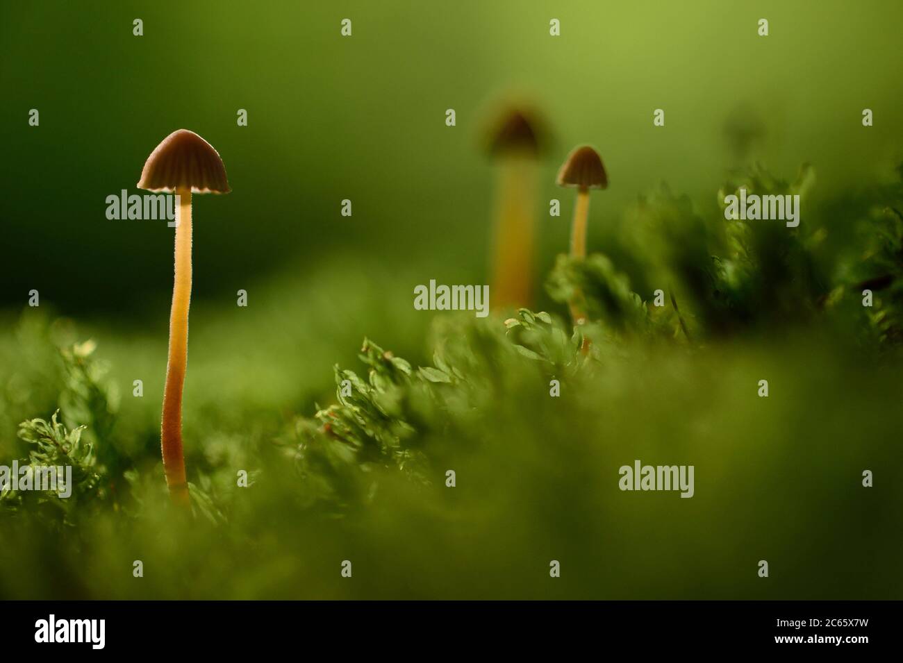 Fungus growing up through moss, Kaltenhofer Moor, Kiel, Germany Stock Photo