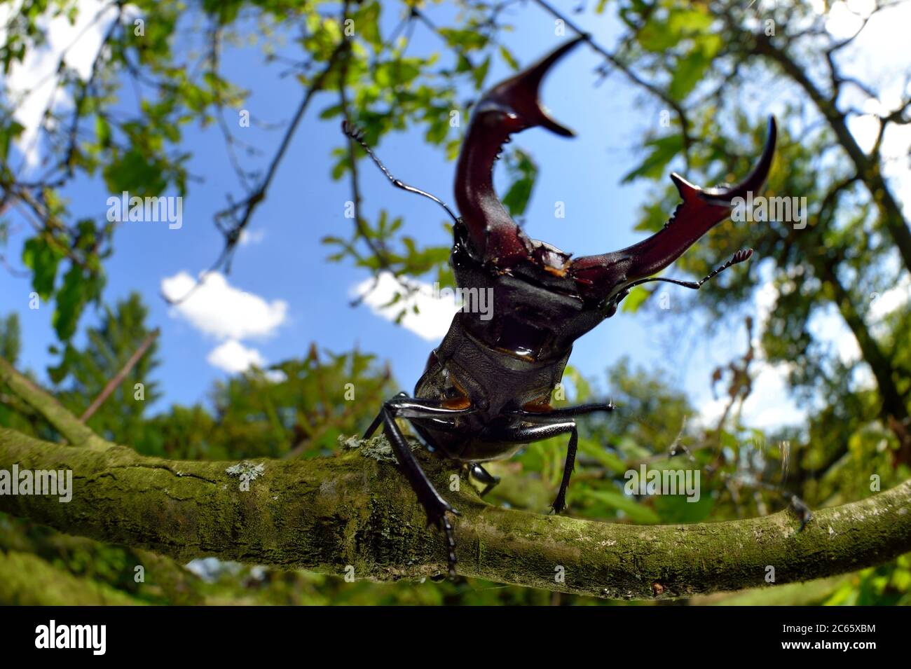 Rivals Stag beetle (Lucanus cervus) two males displaying aggressive behaviour on oak tree branch, Biosphere Reserve 'Niedersächsische Elbtalaue' / Lower Saxonian Elbe Valley, Germany Stock Photo