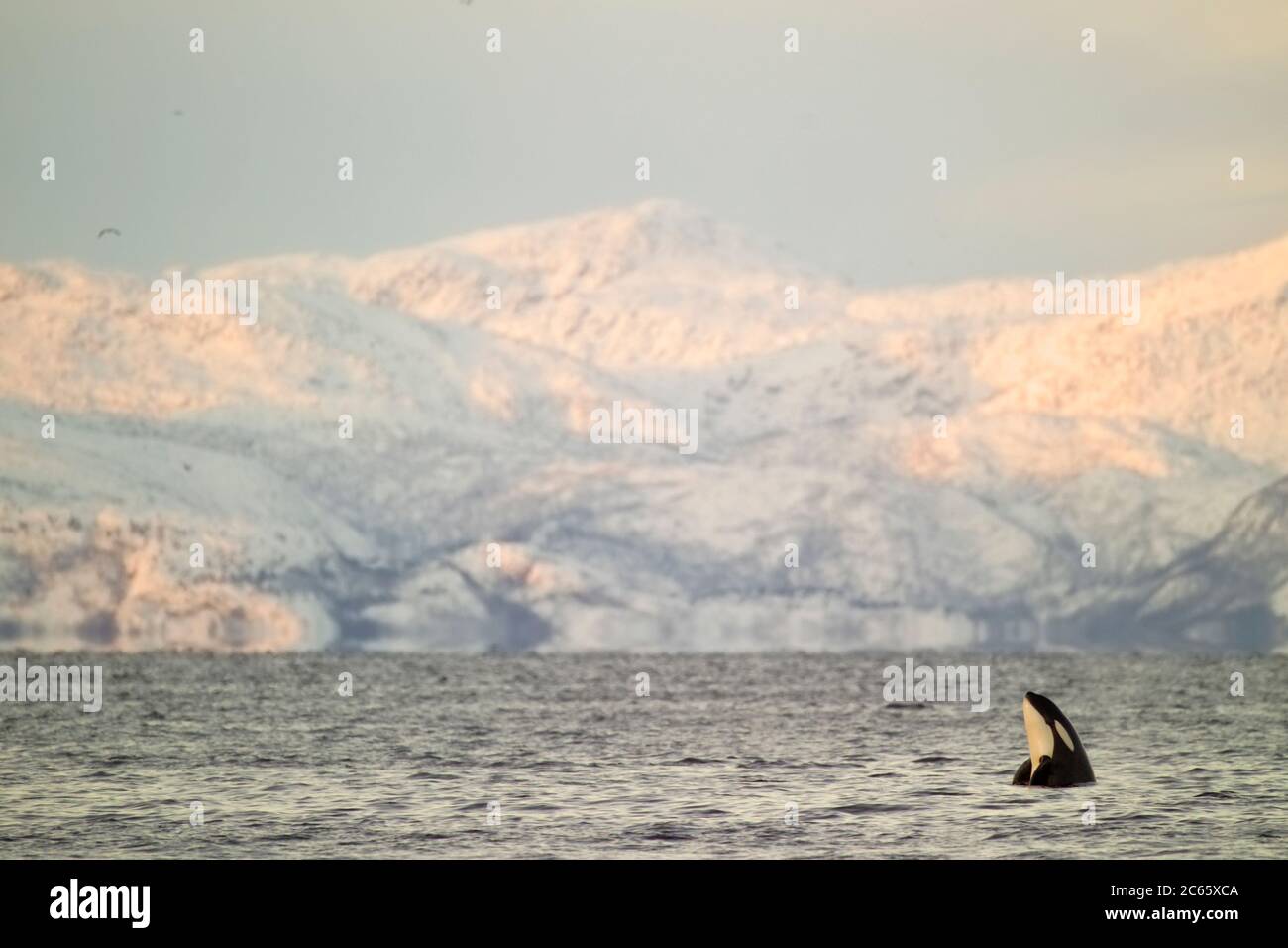Orca or killer whale (Orcinus orca) calf spyhopping at dawn, snow covered Lofoten mountains in Background Stock Photo