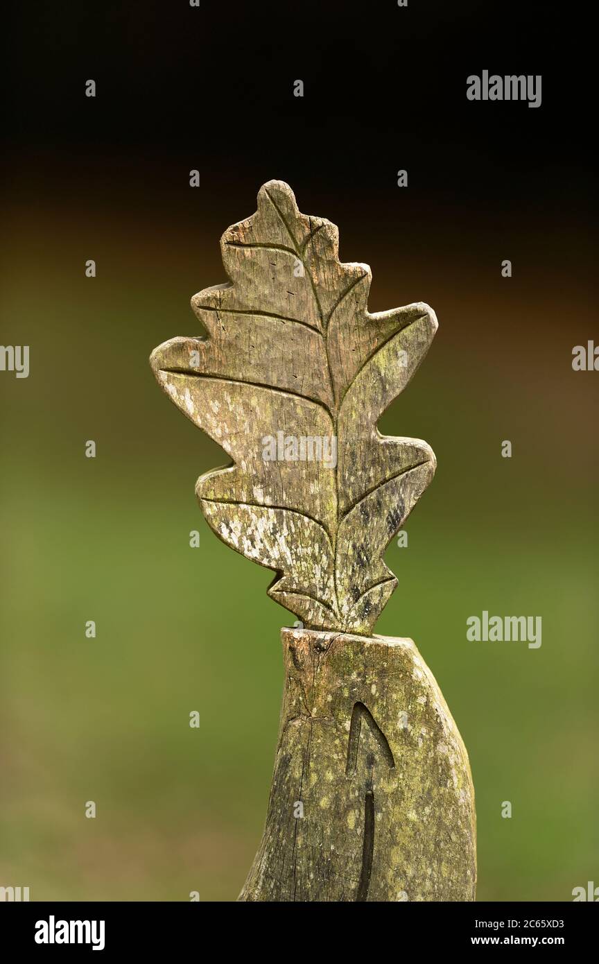 Oakwood, carved oak leaf, Bolderwood Arboretum Ornamental Drive in Lyndhurst (county of Hampshire), England Stock Photo