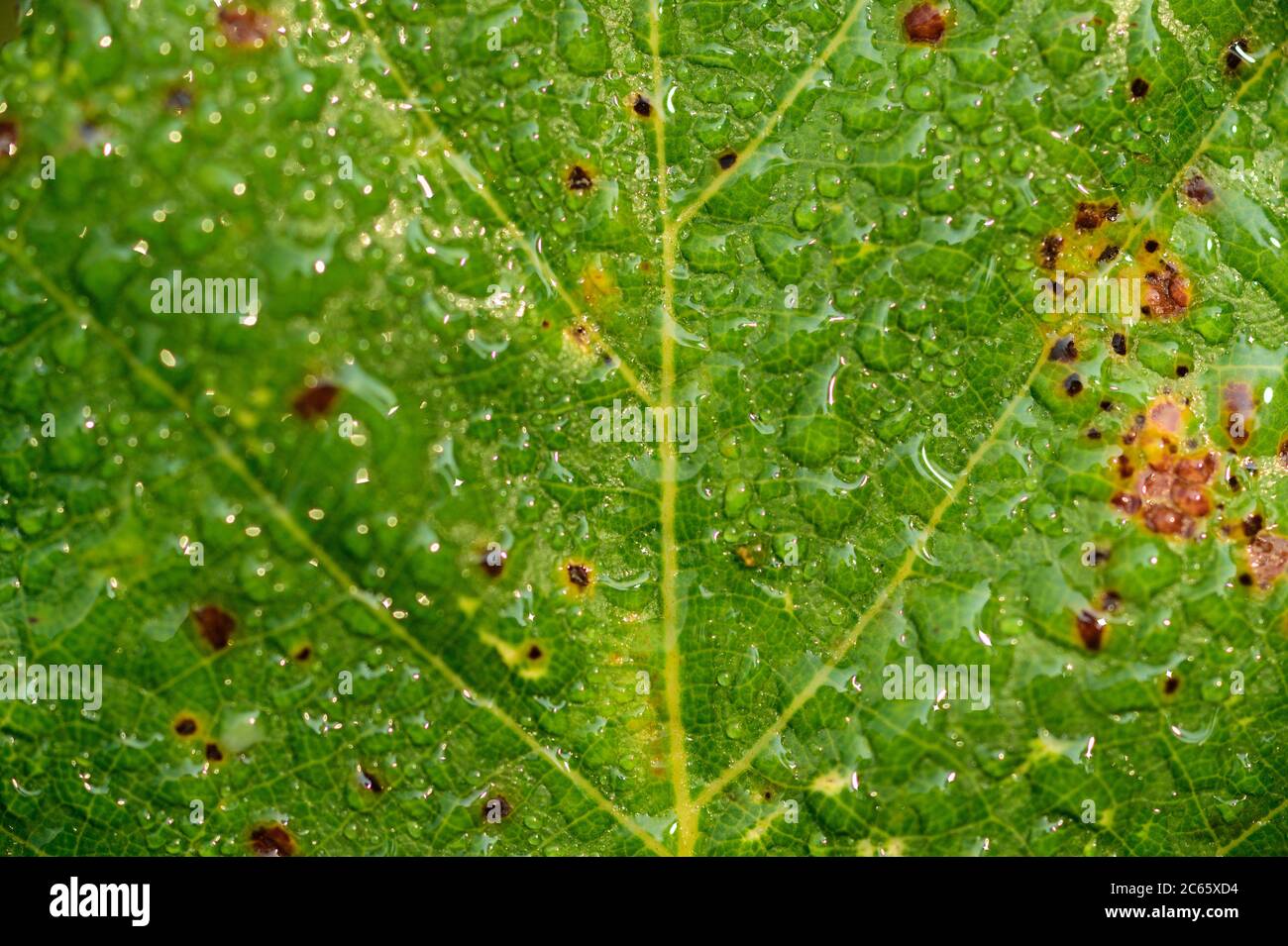 Oak leaf with raindrops, Kiel, Germany Stock Photo