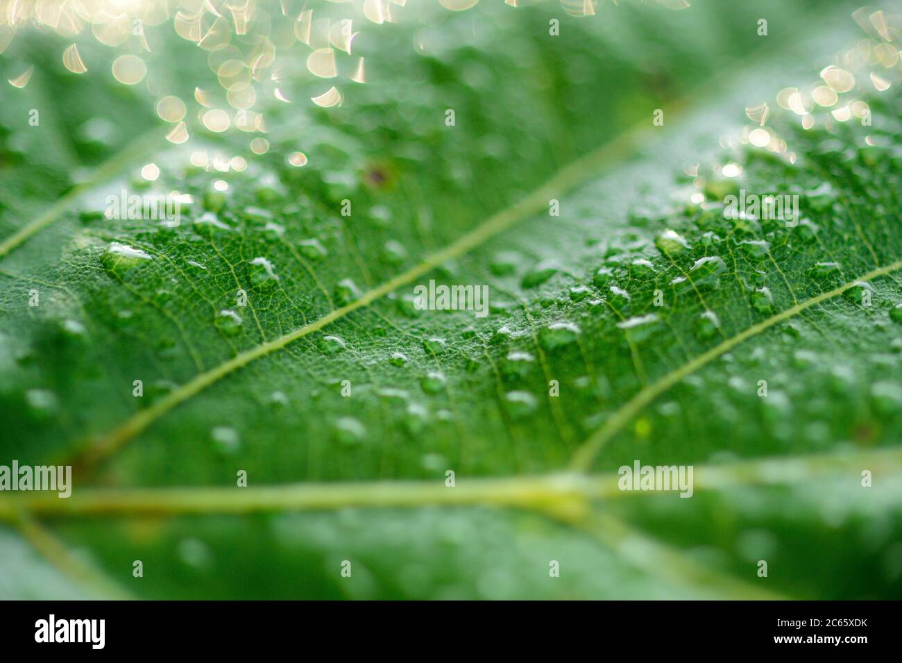 Oak leaf with raindrops, Kiel, Germany Stock Photo