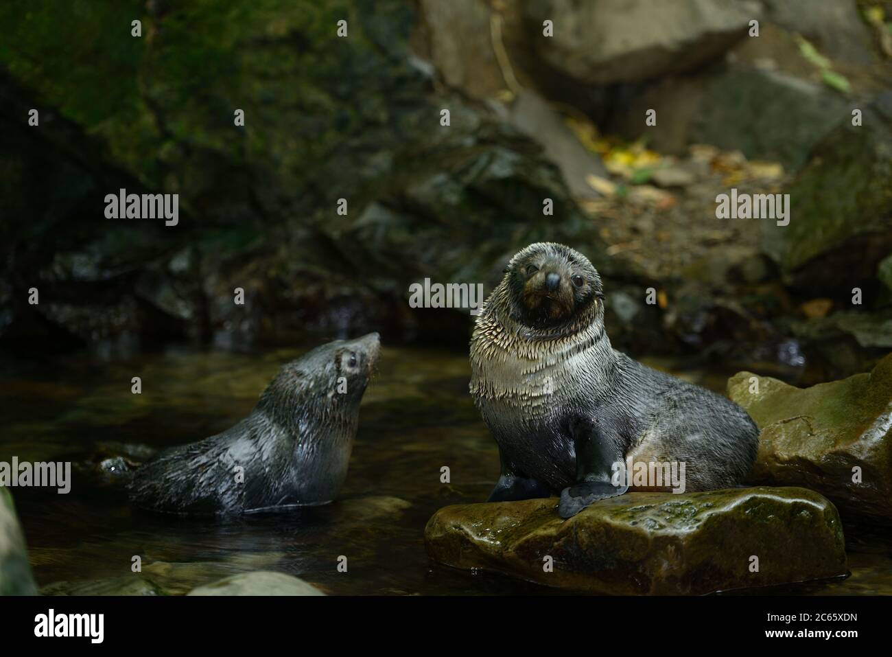 New Zealand fur seal pups (Arctocephalus forsteri) Ohau Stream, New Zealand, Stock Photo