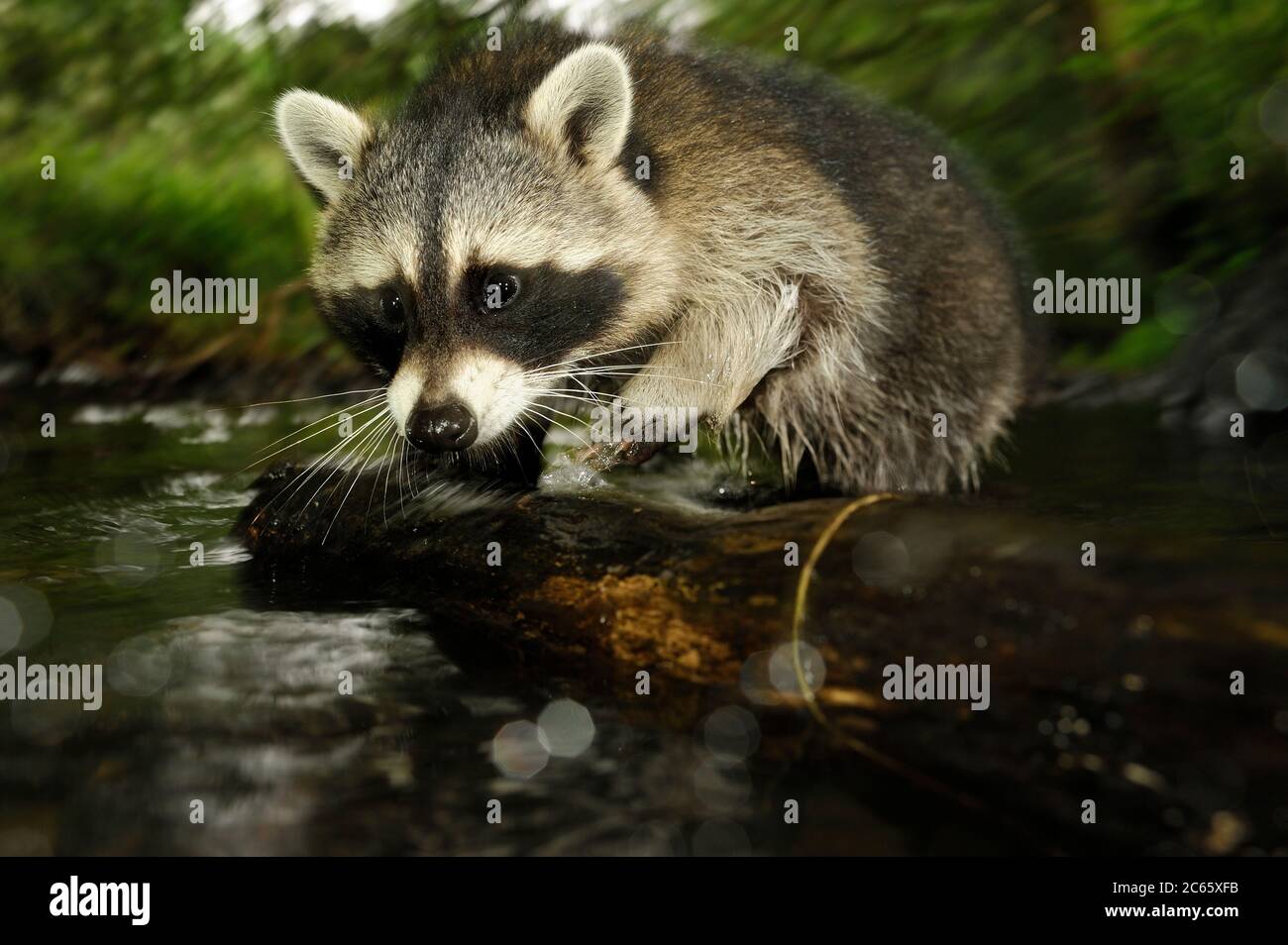 Raccoon (Procyon lotor) Stock Photo