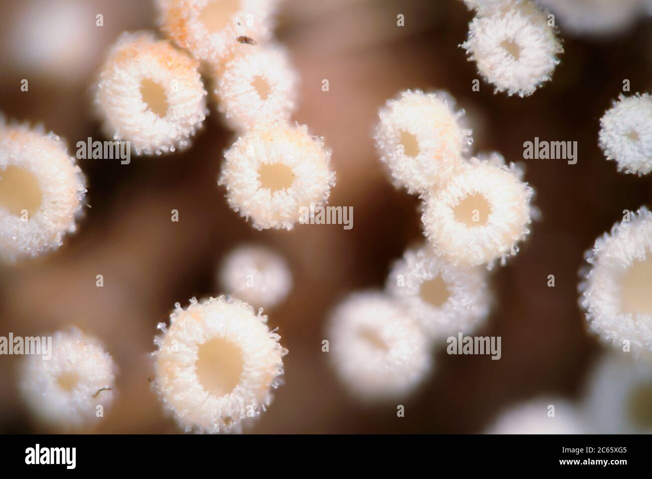 Slime fungus Stock Photo