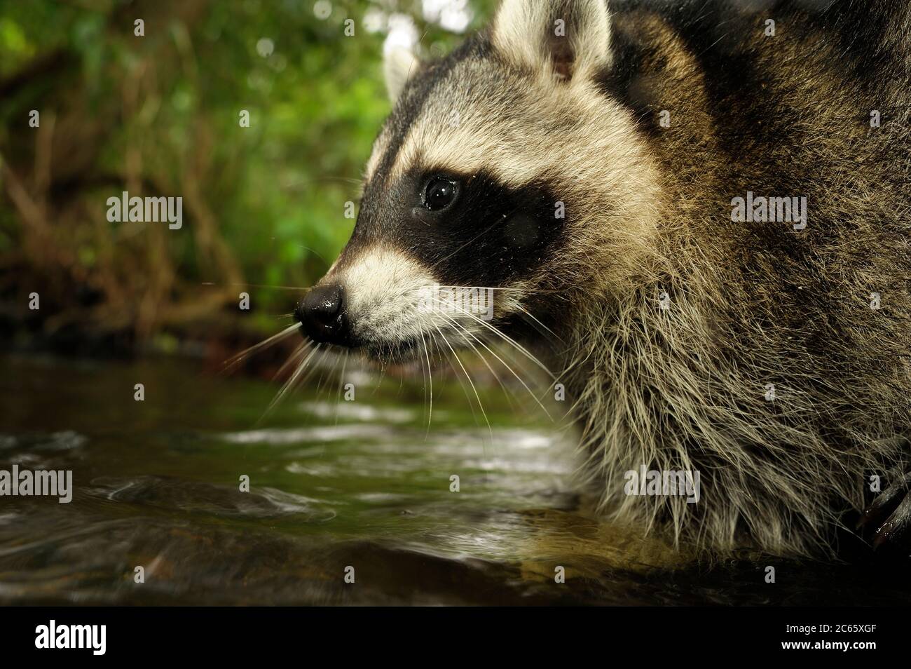 Raccoon (Procyon lotor) Stock Photo