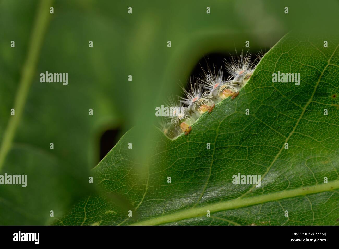 Vapourer moth (Orgyia antiqua) Biosphere Reserve 'Niedersächsische Elbtalaue' / Lower Saxonian Elbe Valley, Germany Stock Photo