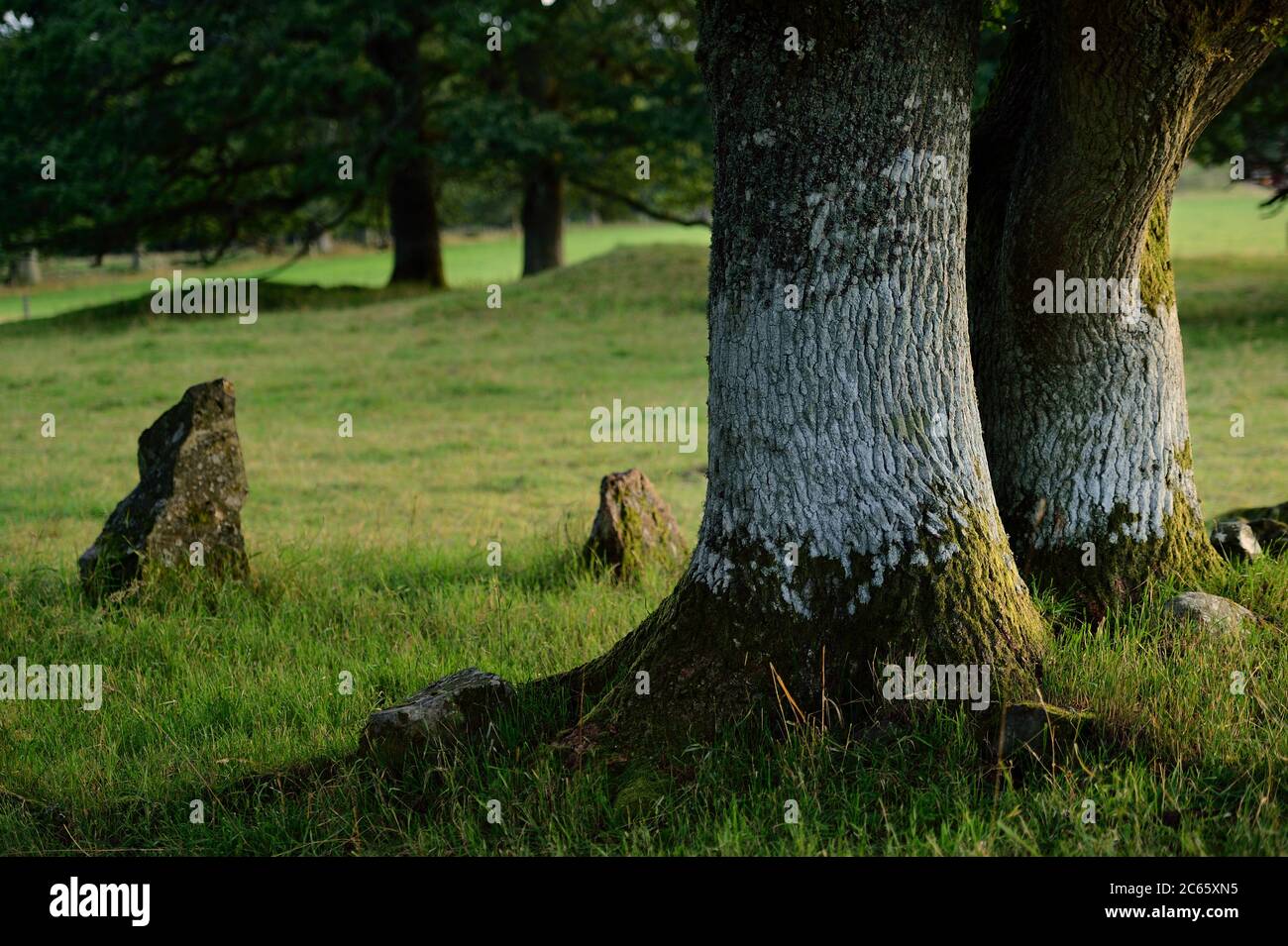 The nature reserve Tunhems Ekhagar is located at the foot of Hunneberg, and consists of a number of ancient oak trees. Tunhems Ekhagar, Schweden Stock Photo