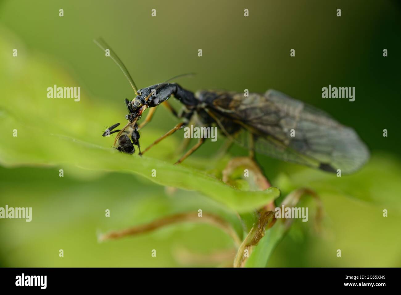 The Snakefly (Phaeostigma notata) is one of the big predators on the oak leaf. She feeds on small aphids or, as here, a fly. Stock Photo