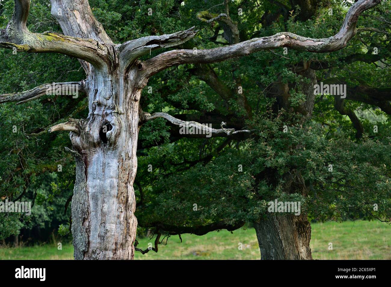 The nature reserve Tunhems Ekhagar is located at the foot of Hunneberg, and consists of a number of ancient oak trees. Tunhems Ekhagar, Schweden Stock Photo