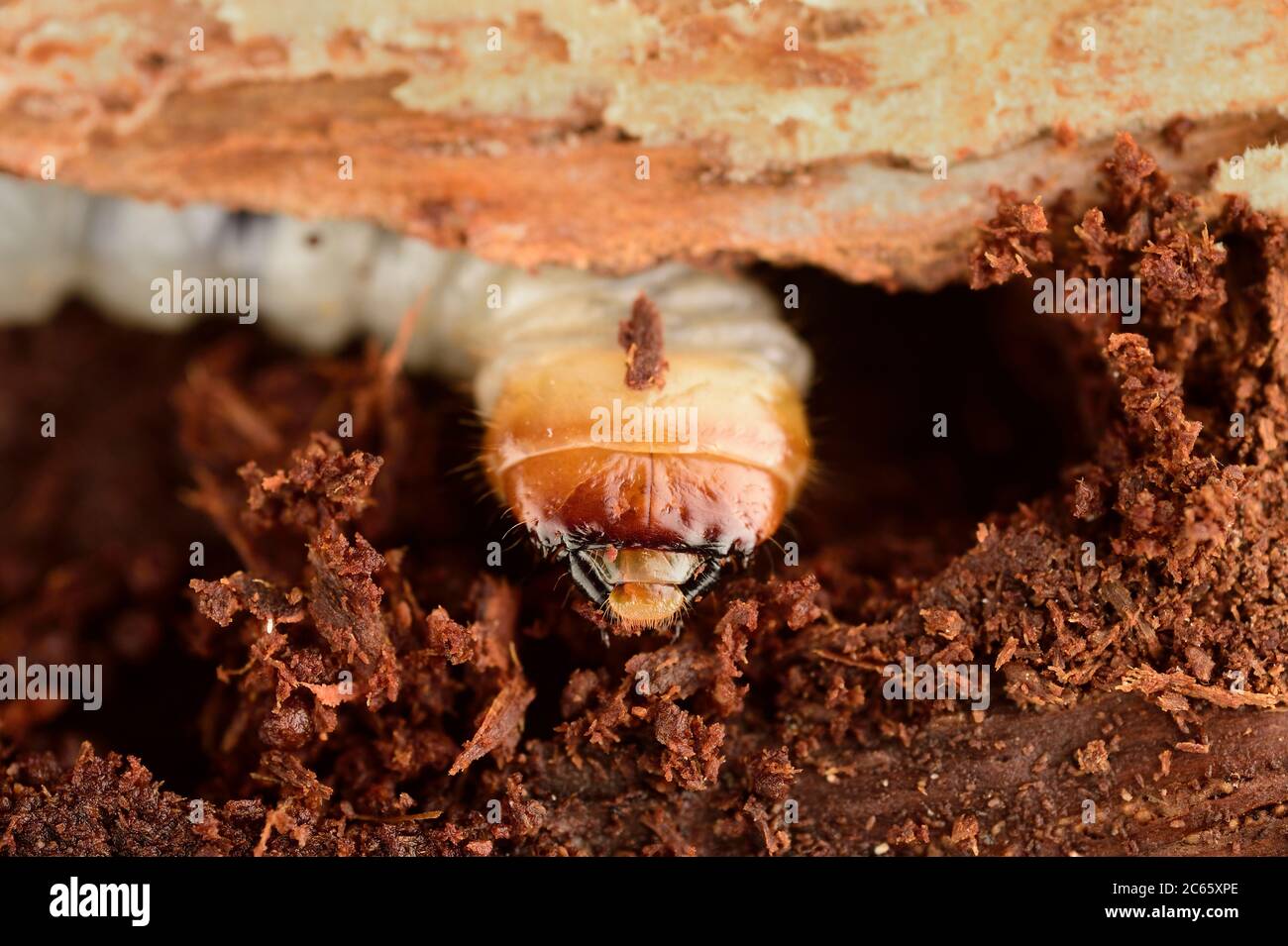 The larvae from the Pinchbuck, Longhorn Beetle (Rhagium sycophanta) eat wide, flat aisles under the bark of oak stumps, fellen trunks or damaged oaks, Kiel, Germany Stock Photo