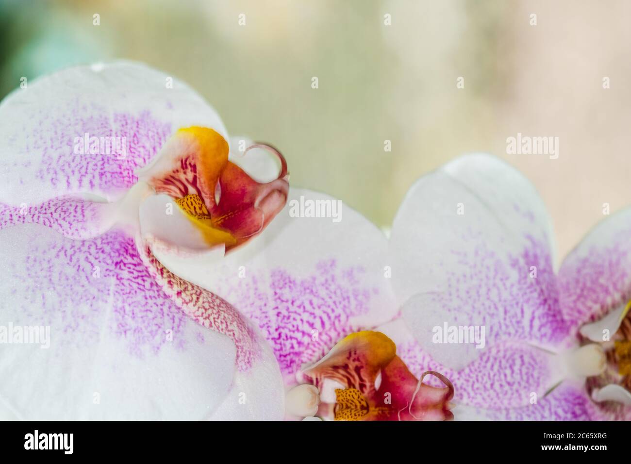 Pink orchid branch border hi-res stock photography and images - Alamy