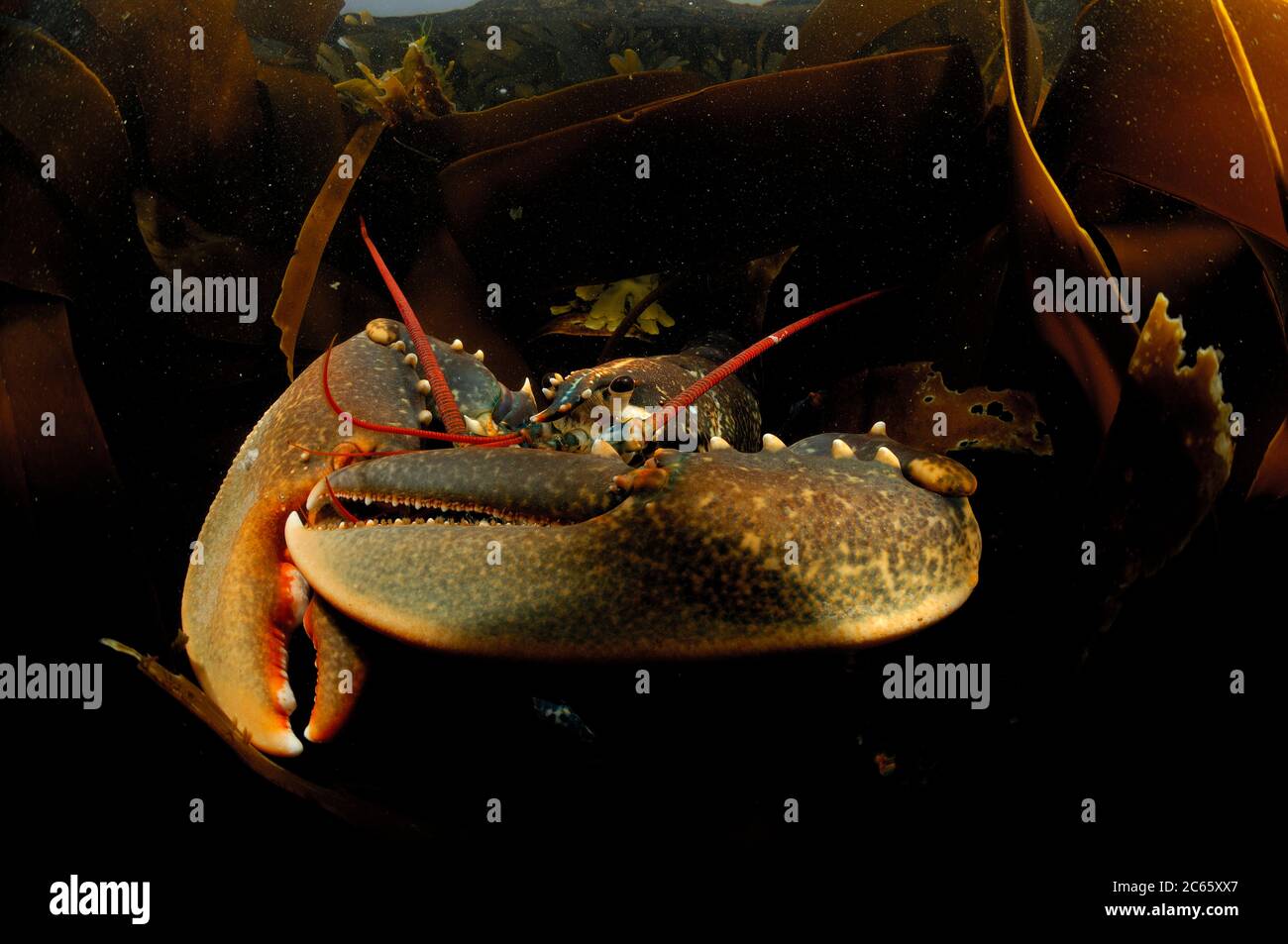 Common lobster, European clawed lobster, Maine lobster (Homarus gammarus) (dt. Hummer, Europäischer Hummer) Crustacea Stock Photo