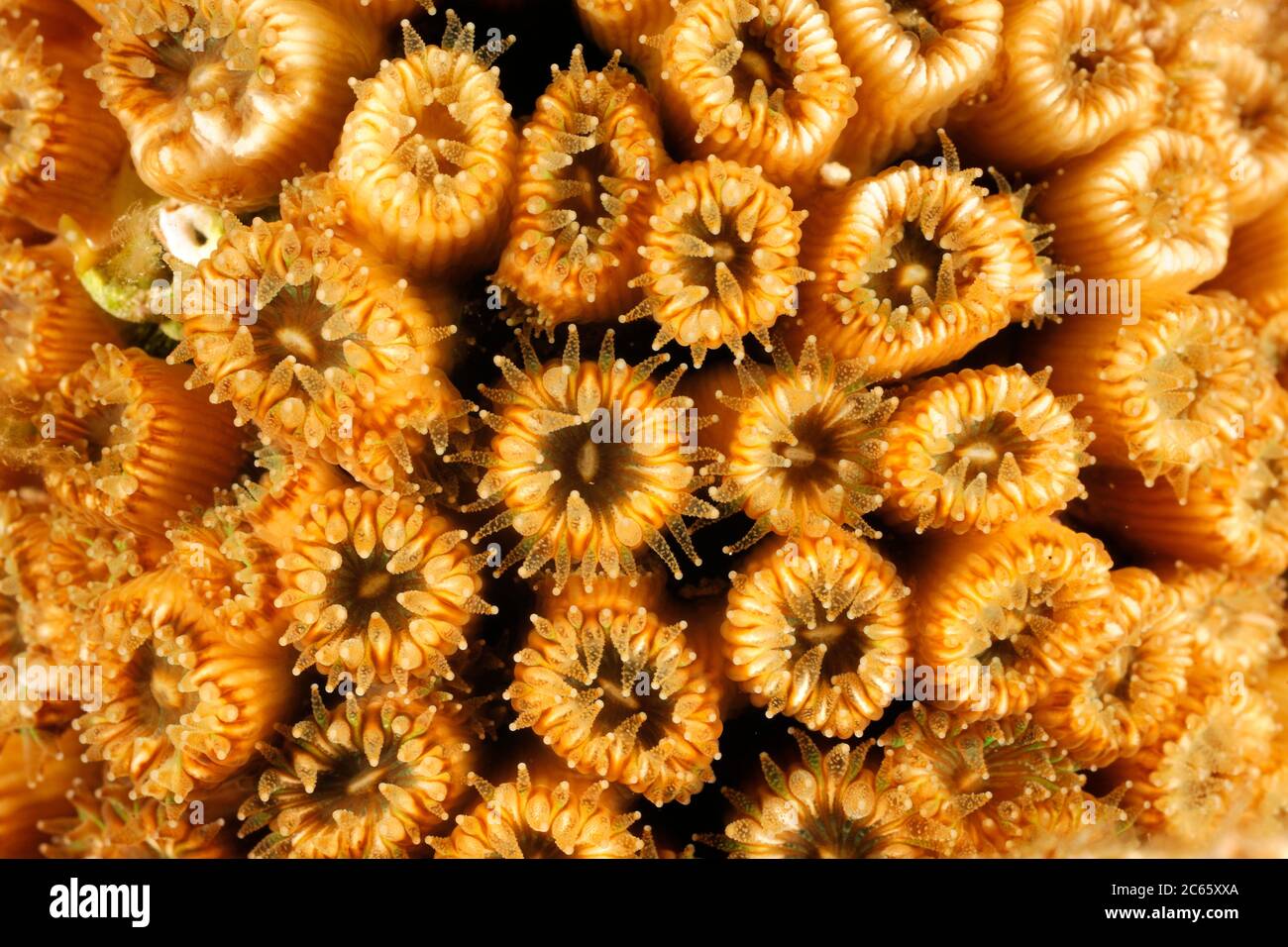 Cladocora caespitosa is the main native zooxantellate and constructional coral of the Mediterranean Sea Stock Photo