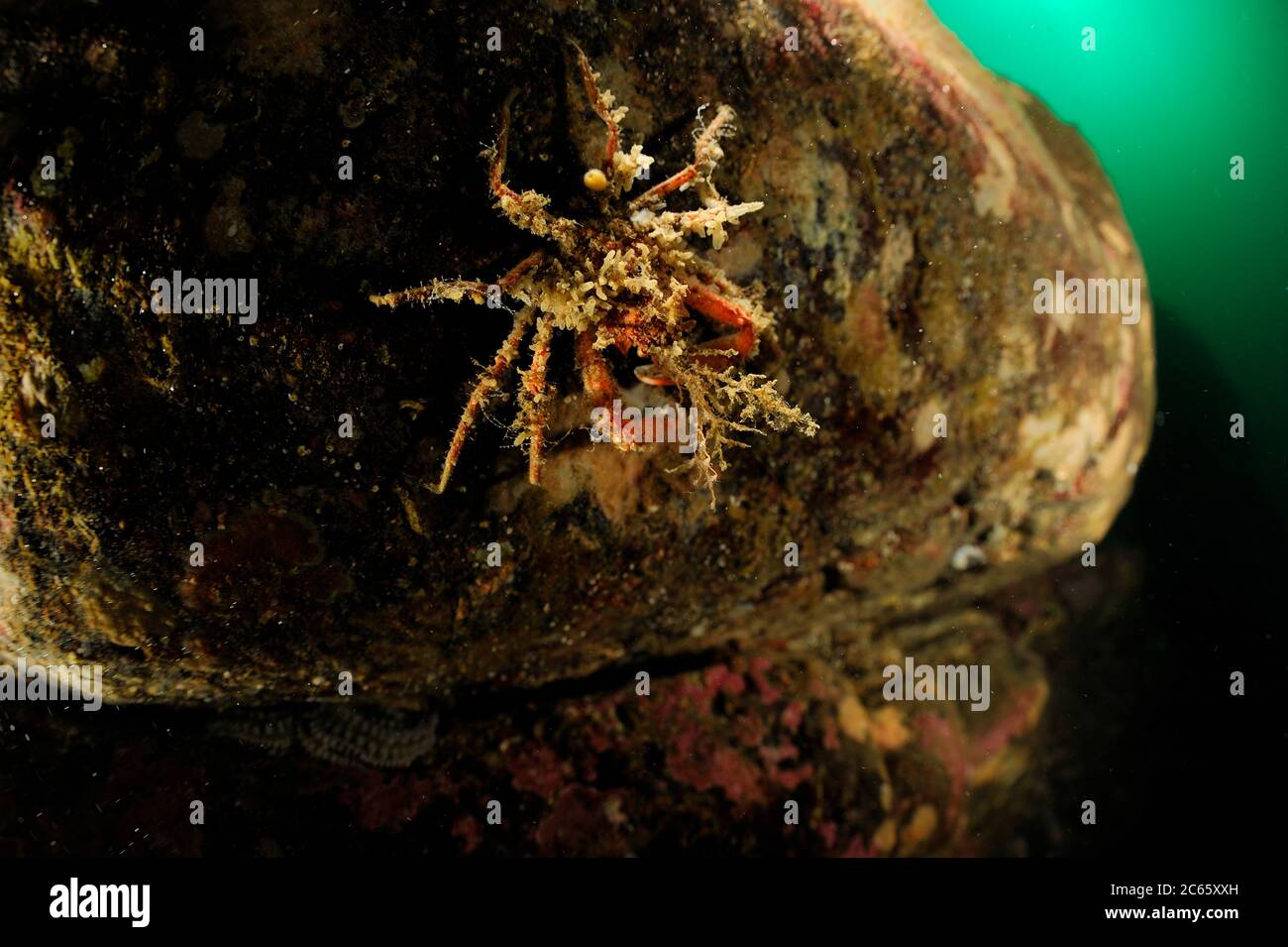 Camouflaged Great spider crab (Hyas araneus) decorated with hydroids, Atlantic Ocean, Strømsholmen, North West Norway Stock Photo
