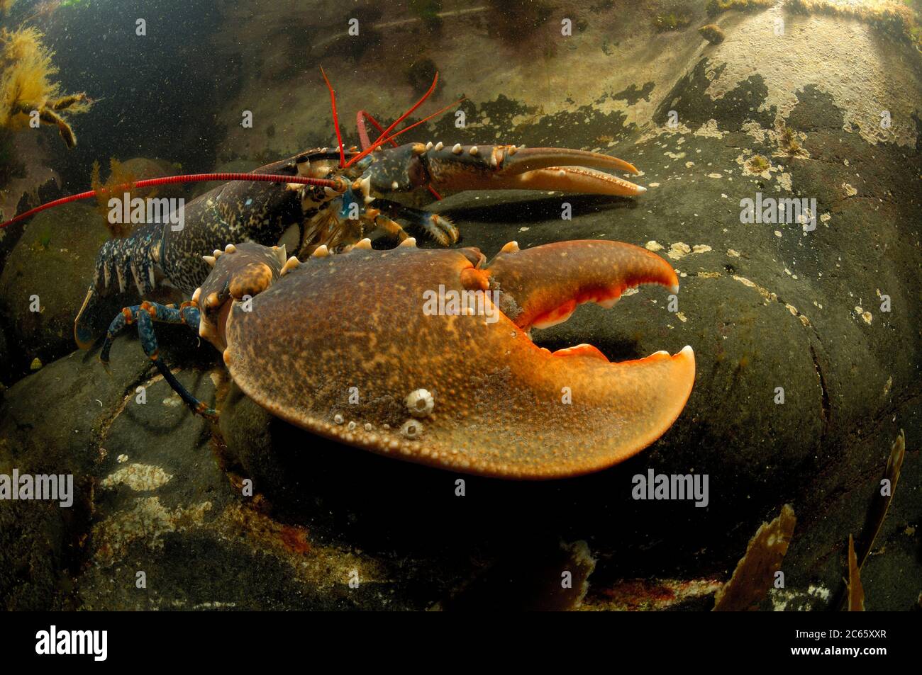 Common lobster, European clawed lobster, Maine lobster (Homarus gammarus) (dt. Hummer, Europäischer Hummer) Crustacea Stock Photo