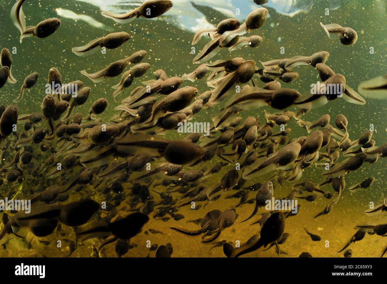 Common European toad (Bufo bufo) tadpoles congregating in a lake, Moelln, northern Germany Stock Photo