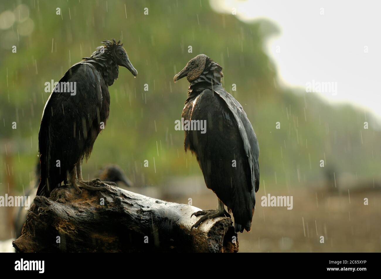 Black vultures (Coragyps atratus) in the rain at Playa Ostional, Costa Rica, Pacific coast, waiting fo a chance to forage on eggs or hatchlings of the olive ridley sea turtle (Lepicochelys olivacea). Stock Photo