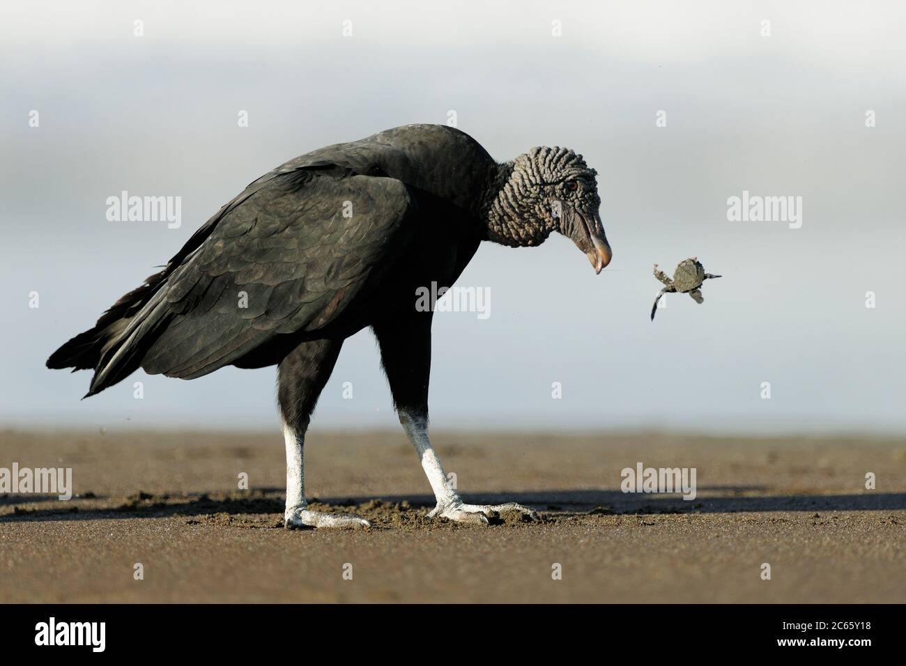 Black vulture (Coragyps atratus) feeding on olive ridley sea turtle hatchling (Lepidochelys olivacea) Playa Ostional, Costa Rica, Pacific coast. Stock Photo