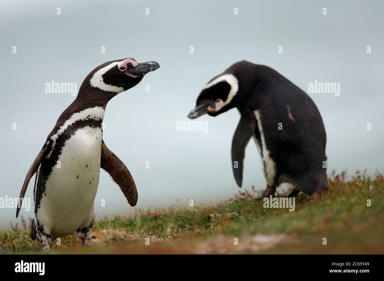With a body size of ca. 73 cm the Magellanic penguin (Spheniscus magellanicus) belongs to the medium sized penguin species. The two black pectoral bands are characteristic and help to distinguish it from the very similar Humboldt penguin, which has only one such band. Stock Photo