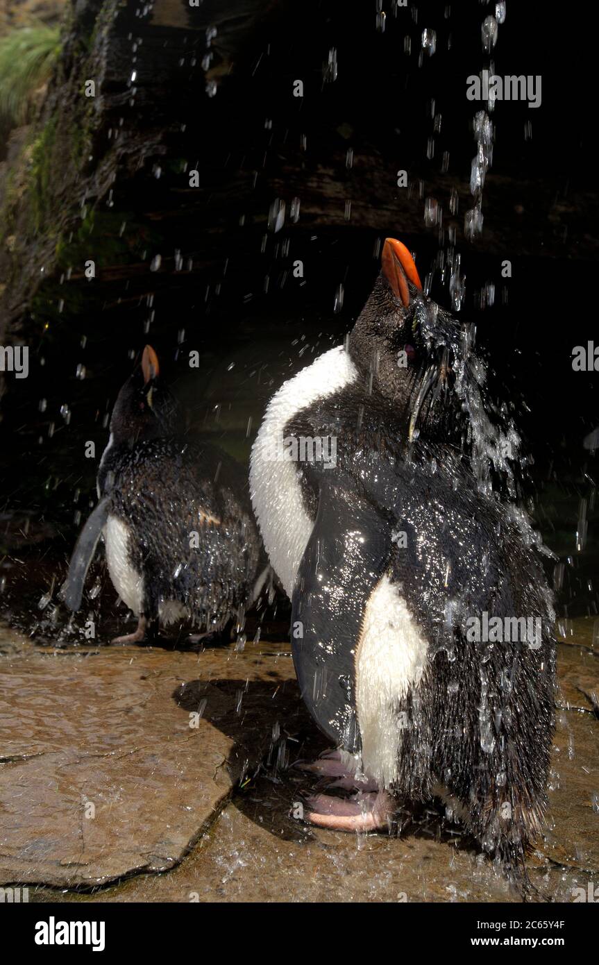 What a seabird enjoys most is a freshwater bath. These rockhopper penguins (Eudyptes chrysocome) even have a huge sunny shower, but luxury seems to make quarrelsome: nowhere else in the rockhopper colony so much aggressive behaviour can be seen. Stock Photo