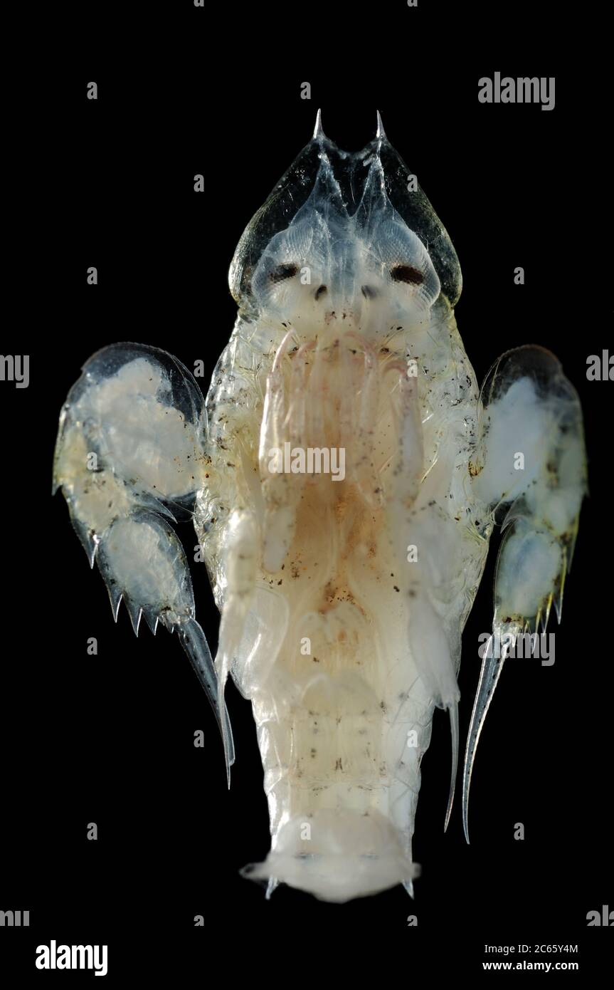 Amphipod (Primno macropa) Stock Photo