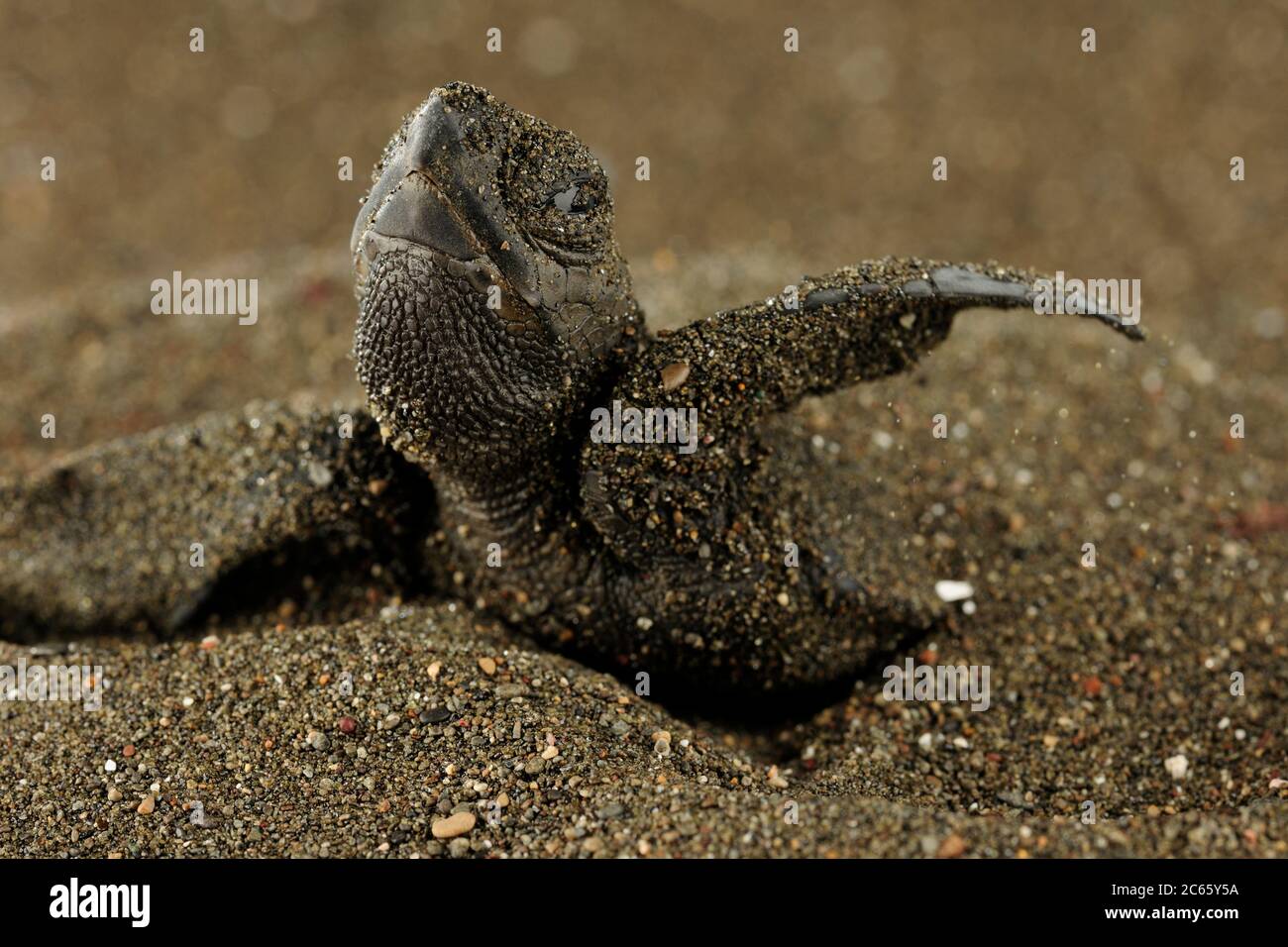 After an incubation period of 45 to 55 days a first hatchling olive ridley (Lepidochelys olivacea) emerges out of the sand. Stock Photo