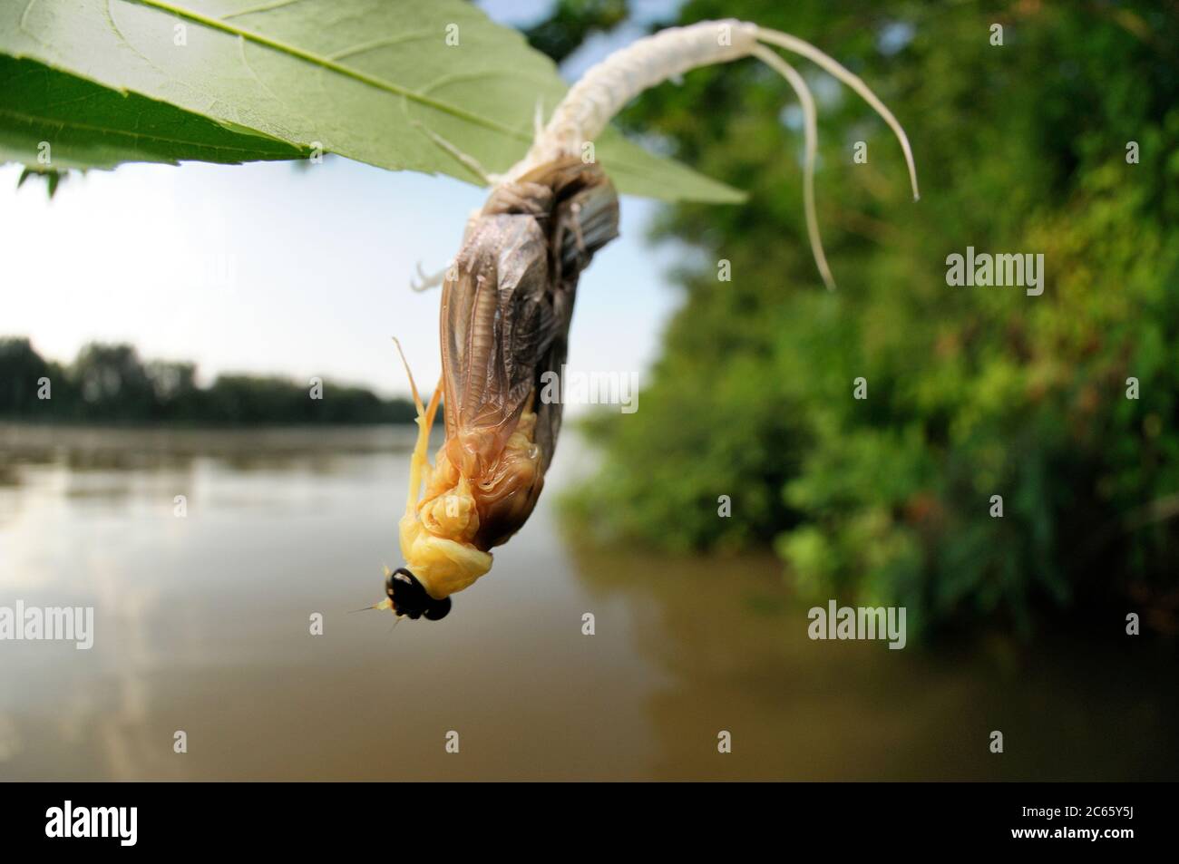 About a minute after landing in the vegetation of the river bank the male long-tailed mayfly (Palingenia longicauda) starts to undergoes its last moult. The old skin opens at the back of the animal and will be left behind on the leaf looking like a pale ghost of the fly. Tisza blooming (Tiszavirágzás). It is when millions of long-tailed mayflies (Palingenia longicauda) are rising in huge clouds, reproduce, and perish, all in just a few hours. Stock Photo